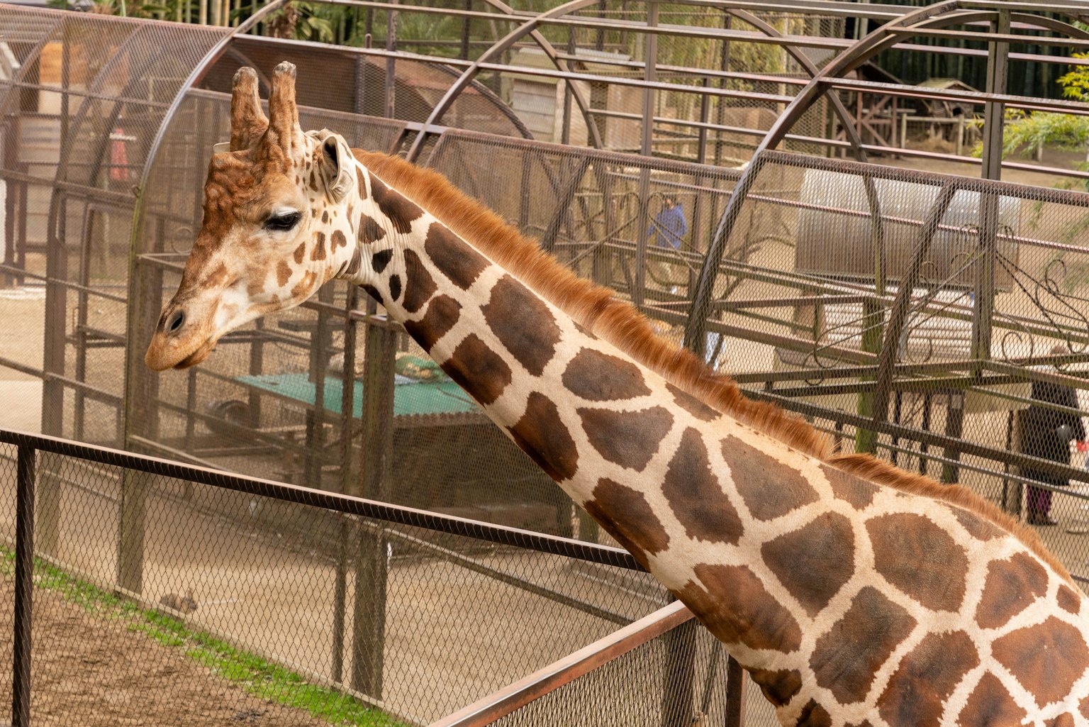 Une girafe se tenant près d'une enclosure dans un zoo