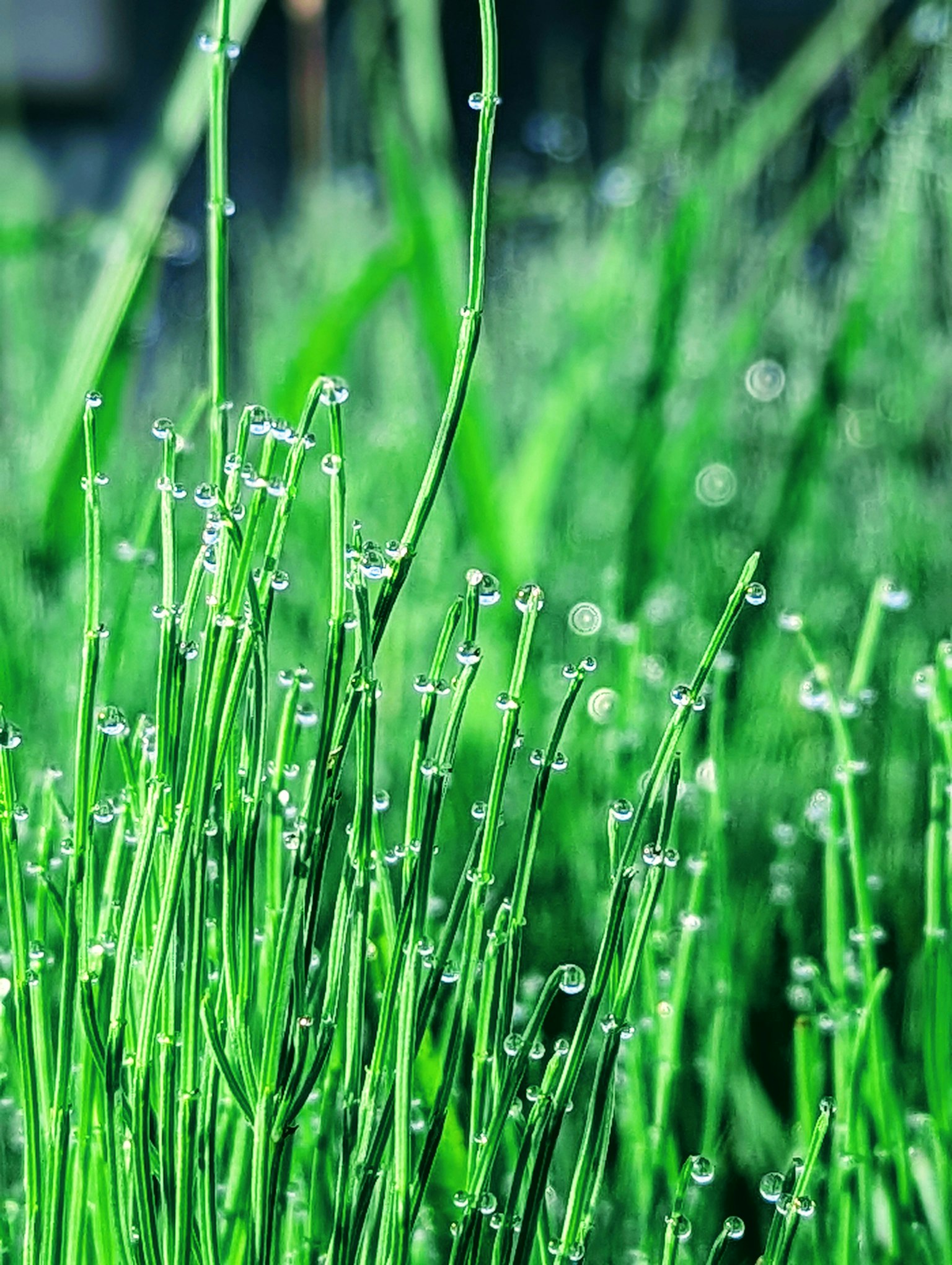 Primer plano de hierba verde con gotas de agua en las plantas
