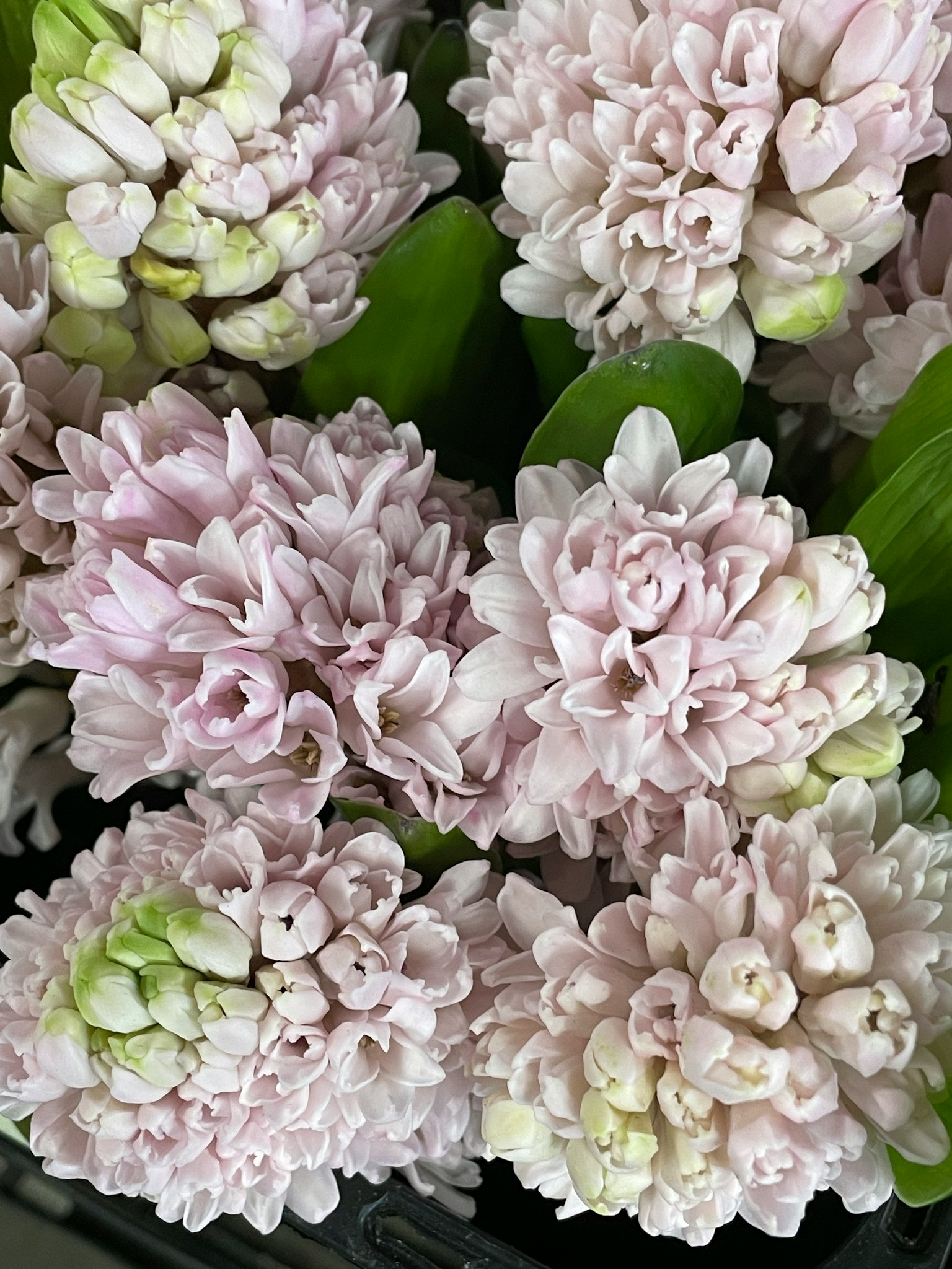 Kumpulan bunga hyacinth merah muda pucat dengan daun hijau