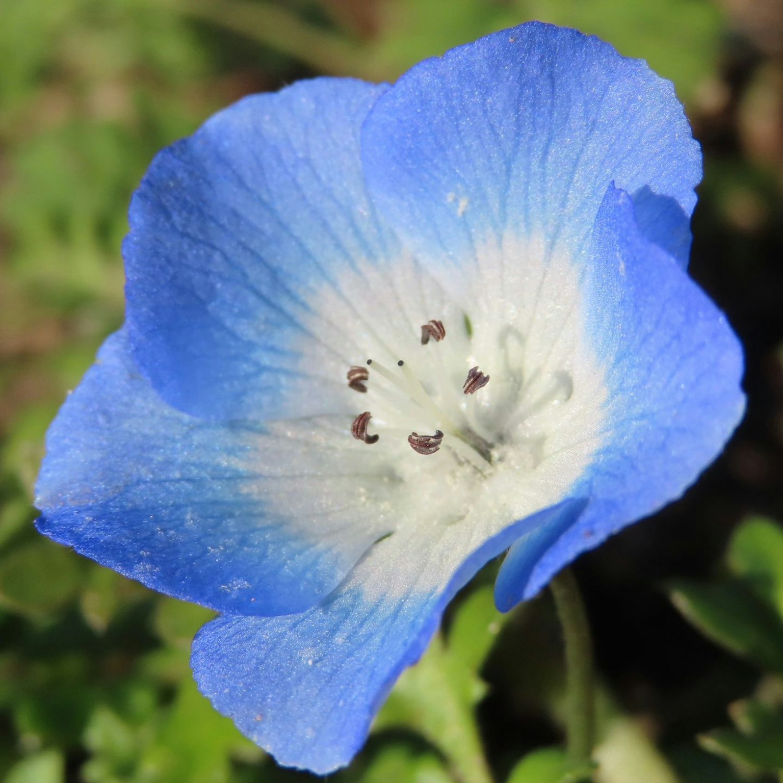 Close-up of a blue flower with a white center and small black spots in the middle