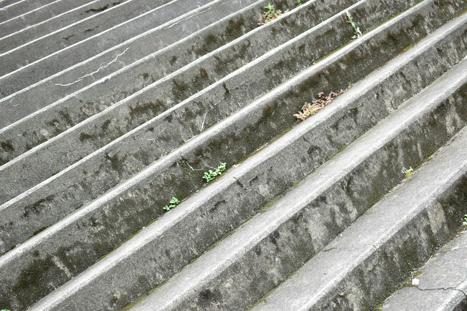 Concrete staircase with visible grass and leaves growing in the grooves