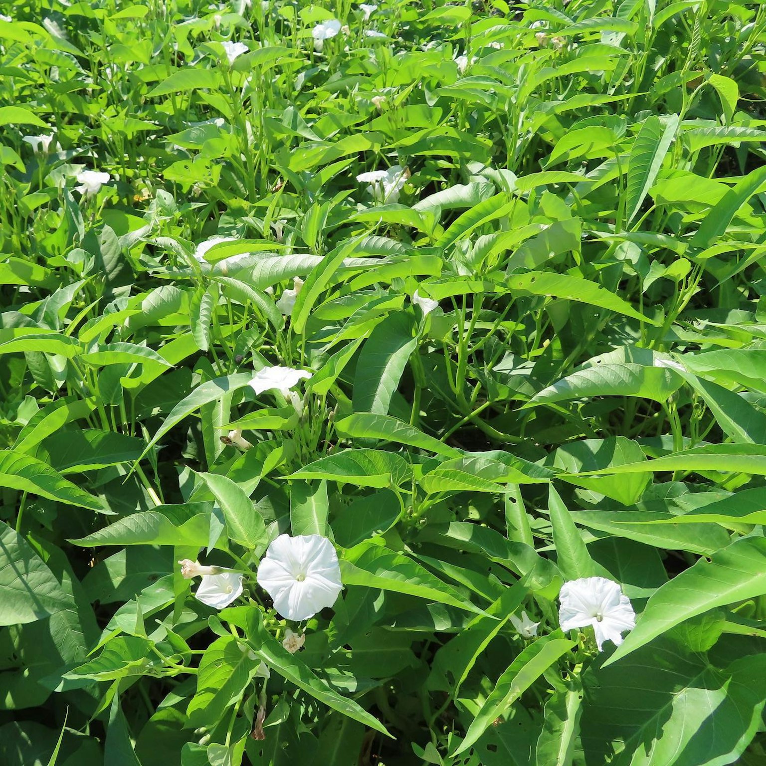 Vegetazione lussureggiante con fiori bianchi in fiore tra foglie verdi vibranti