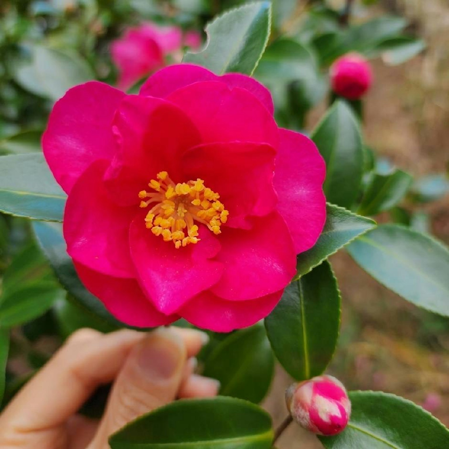 Flor de camelia rosa vibrante con hojas verdes de fondo