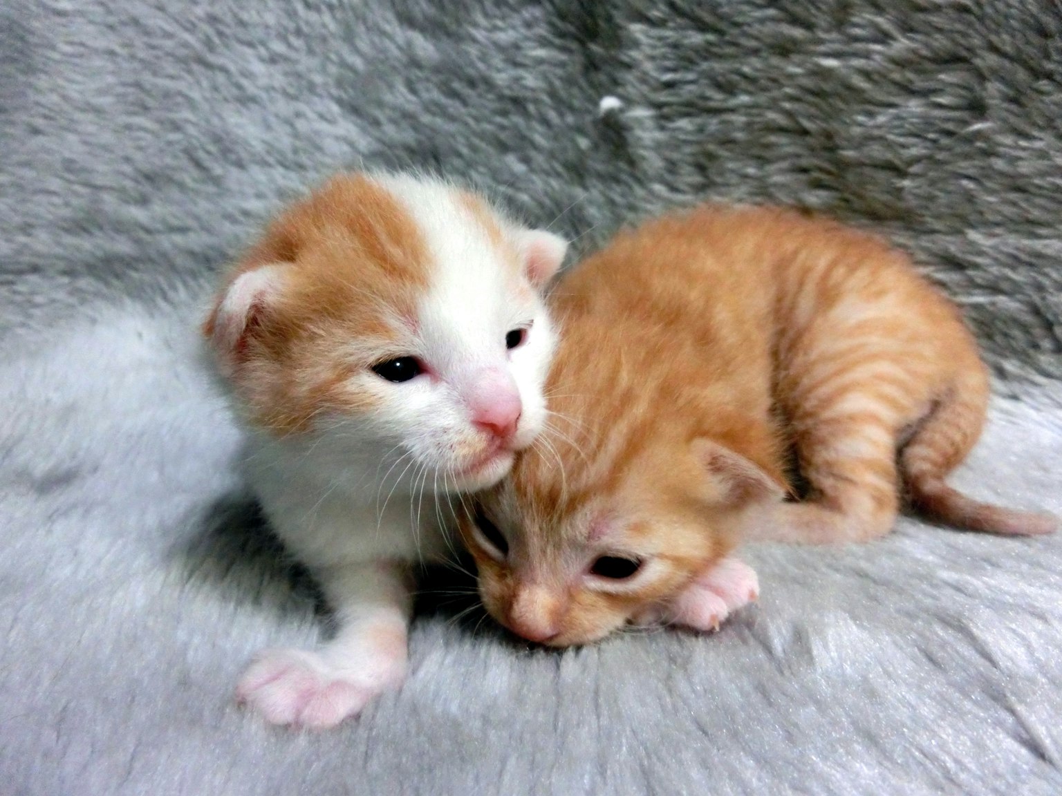 Hai chú mèo con đang nằm cạnh nhau trên bề mặt lông mềm mại