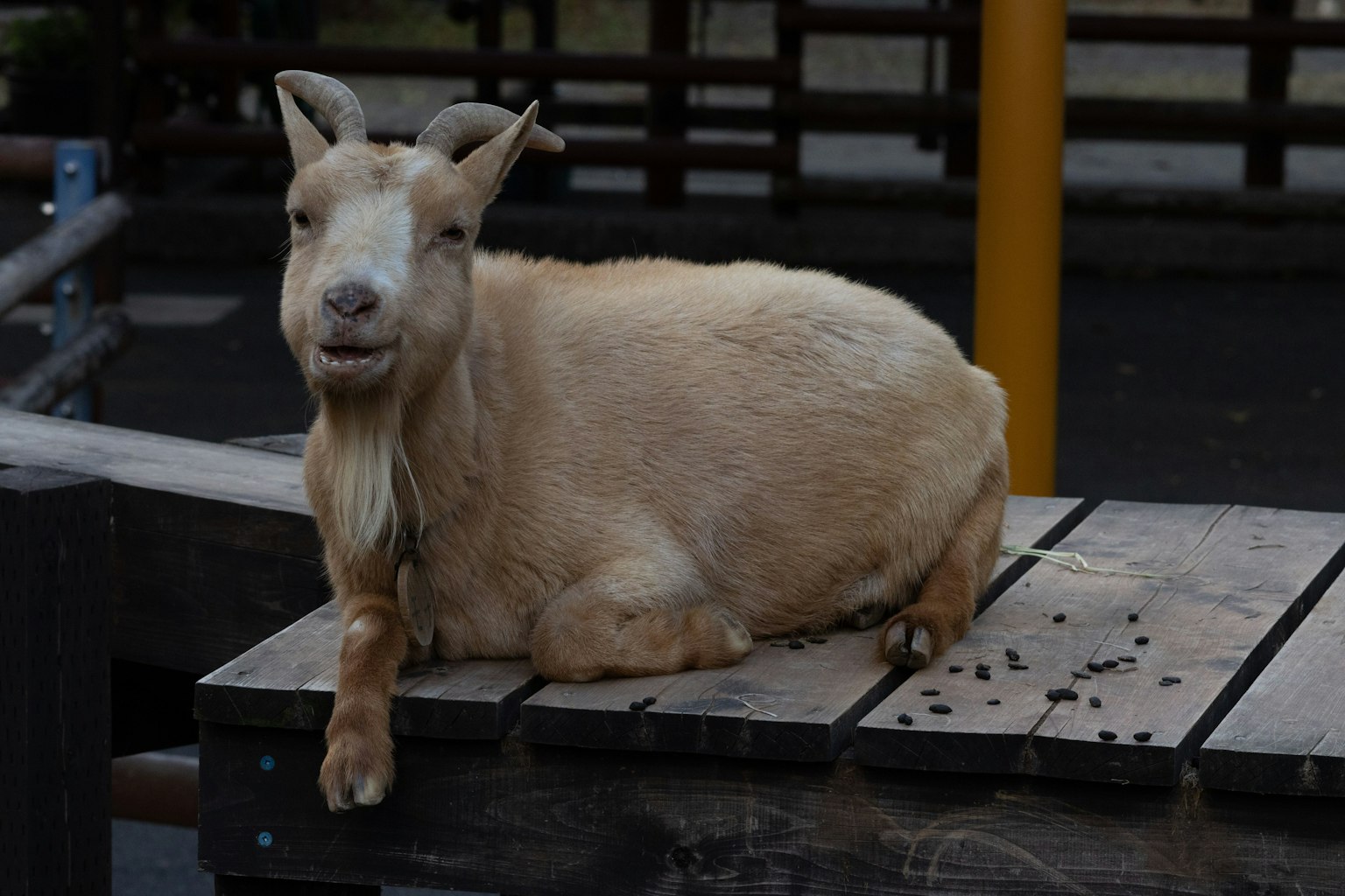 一隻小山羊在木平台上放鬆