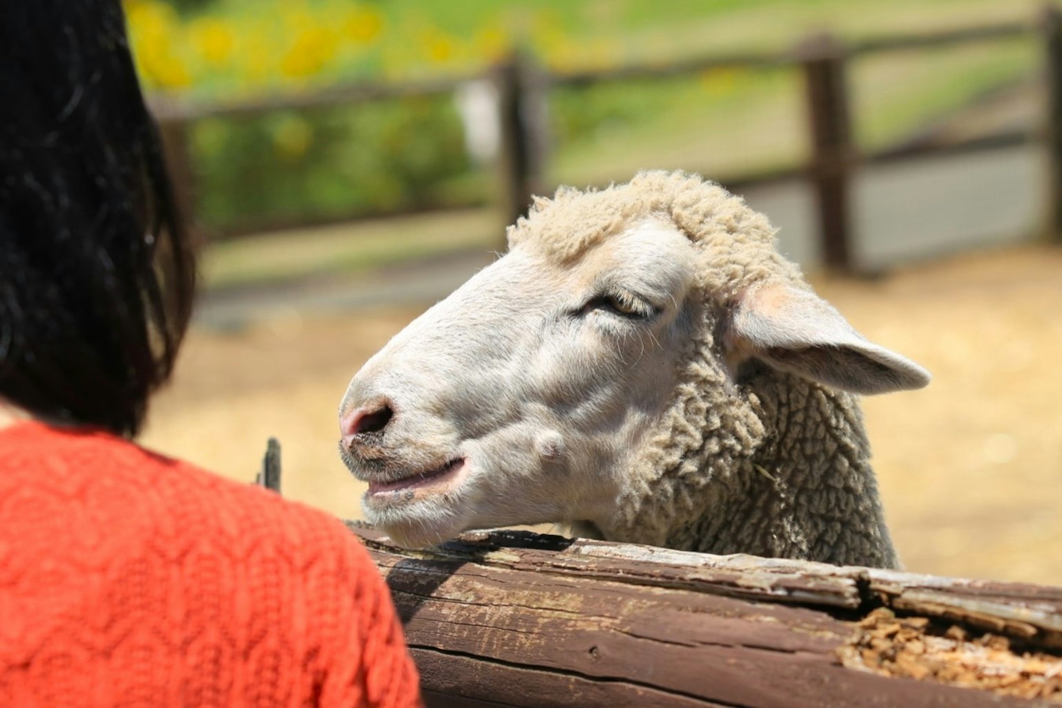Mouton interagissant avec une personne, mouton avec une expression douce, arrière-plan lumineux