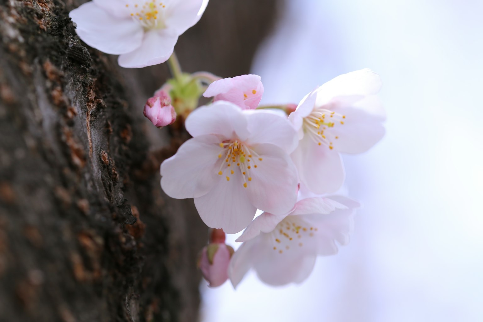 Close-up of cherry blossoms on a tree trunk