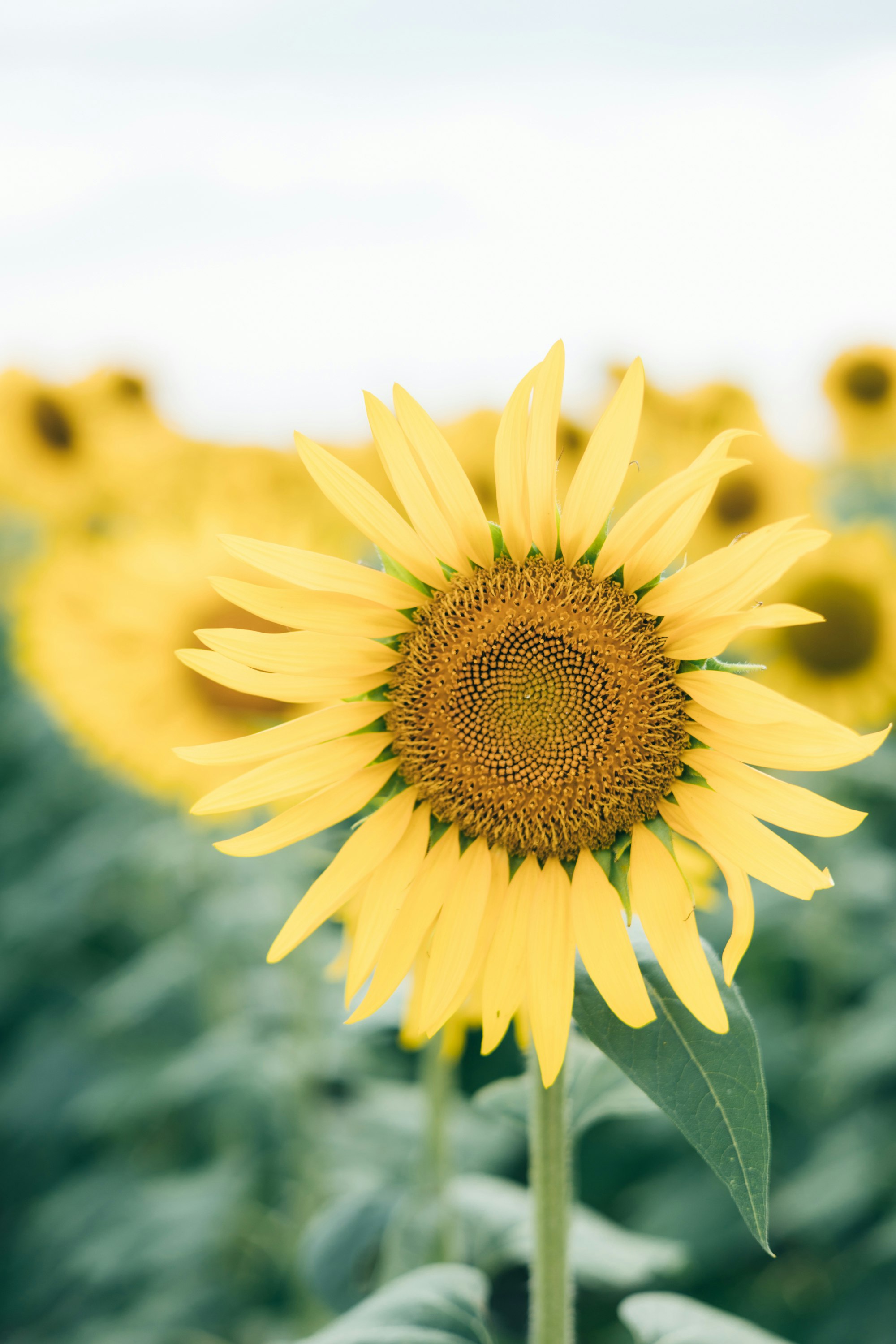黄色いヒマワリの花のマクロ撮影