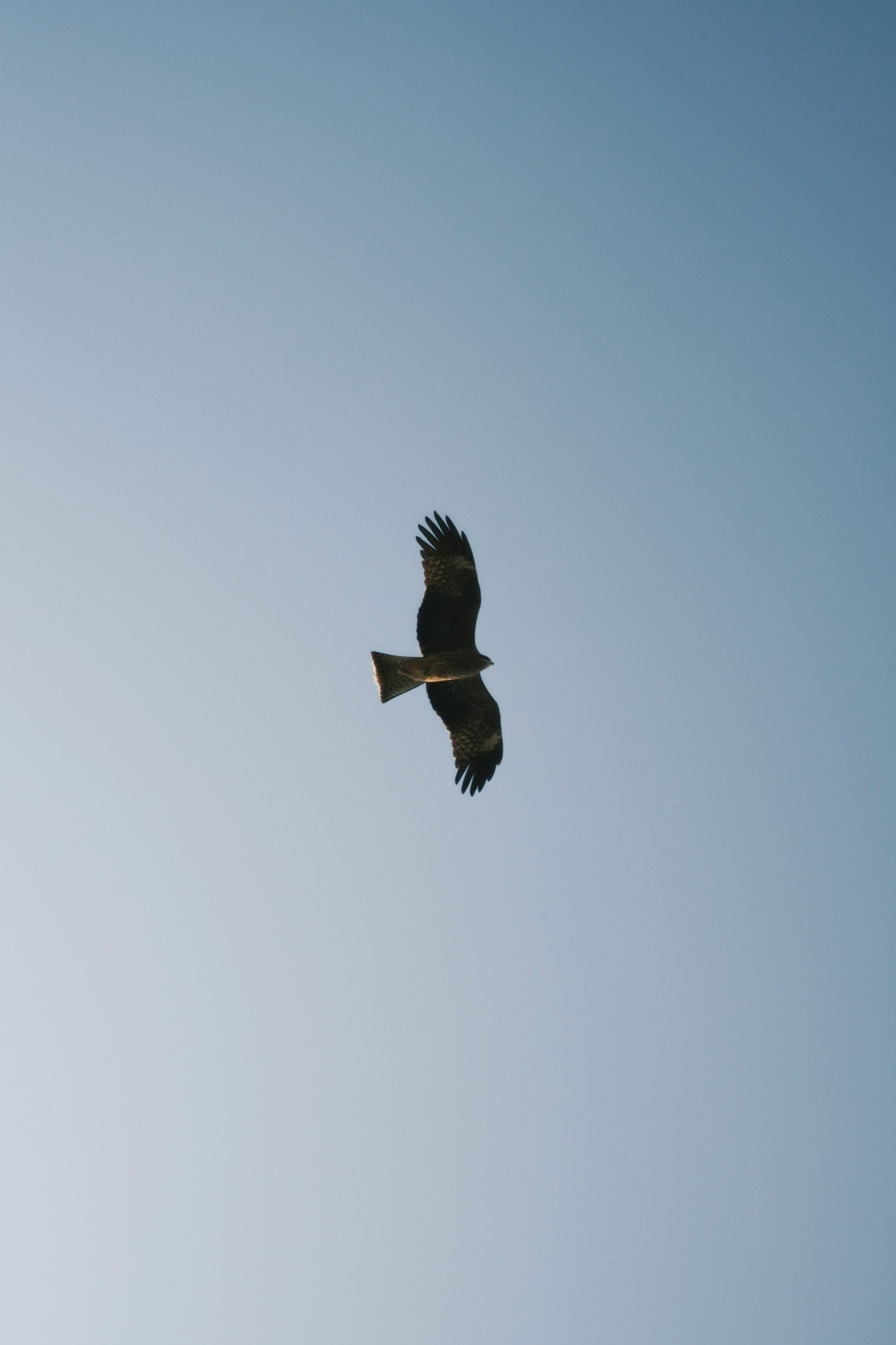 青空を背景に飛ぶ鷹の姿
