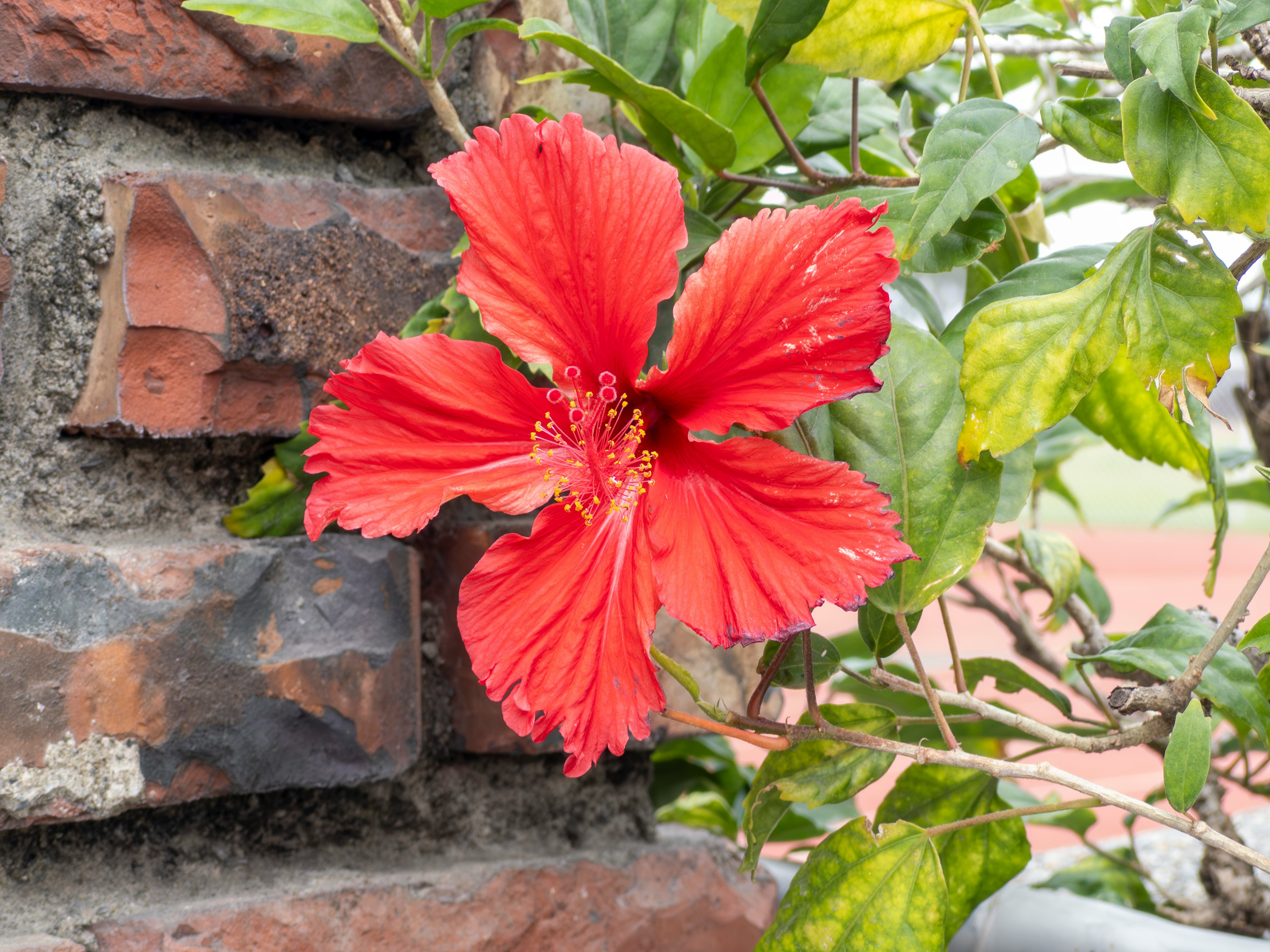 レンガ壁に咲く赤いハイビスカスの花