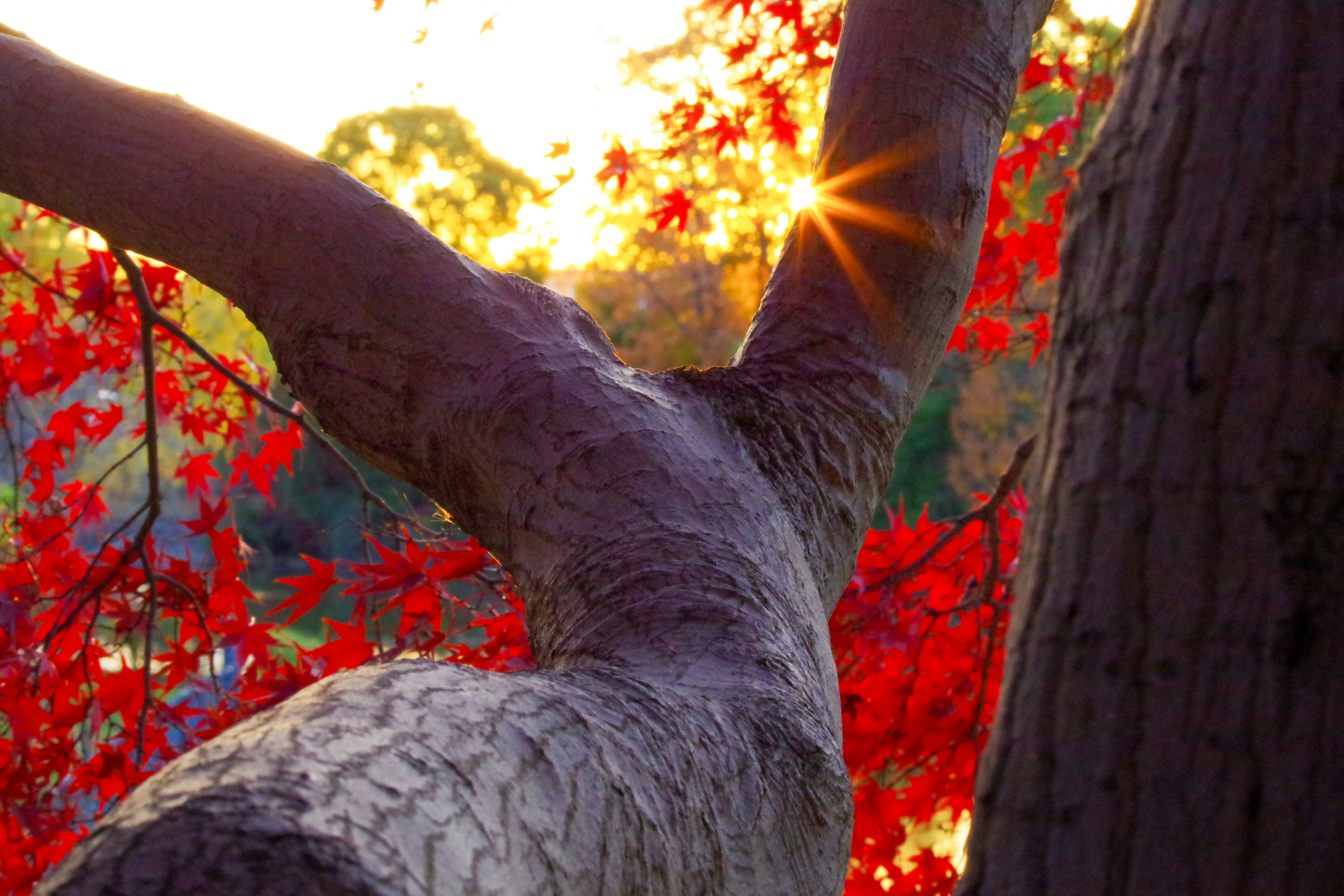 紅葉の赤い葉と夕陽が差し込む木の幹の間の景色
