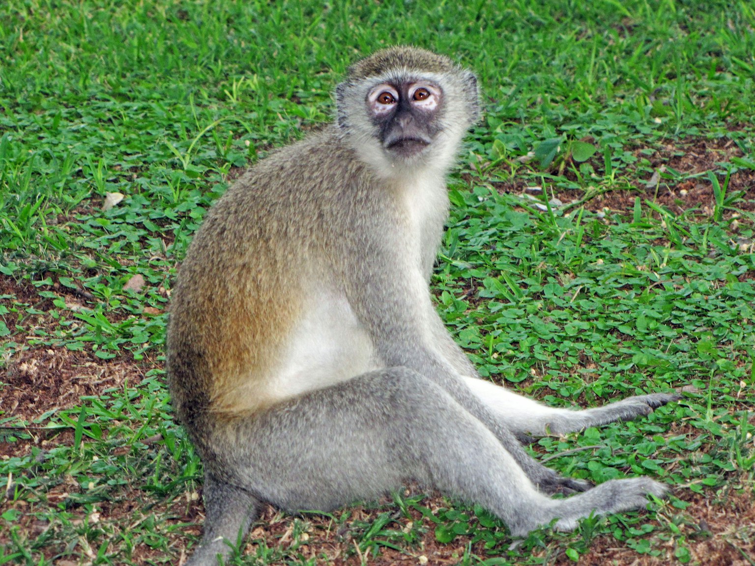 Image d'un singe assis sur l'herbe