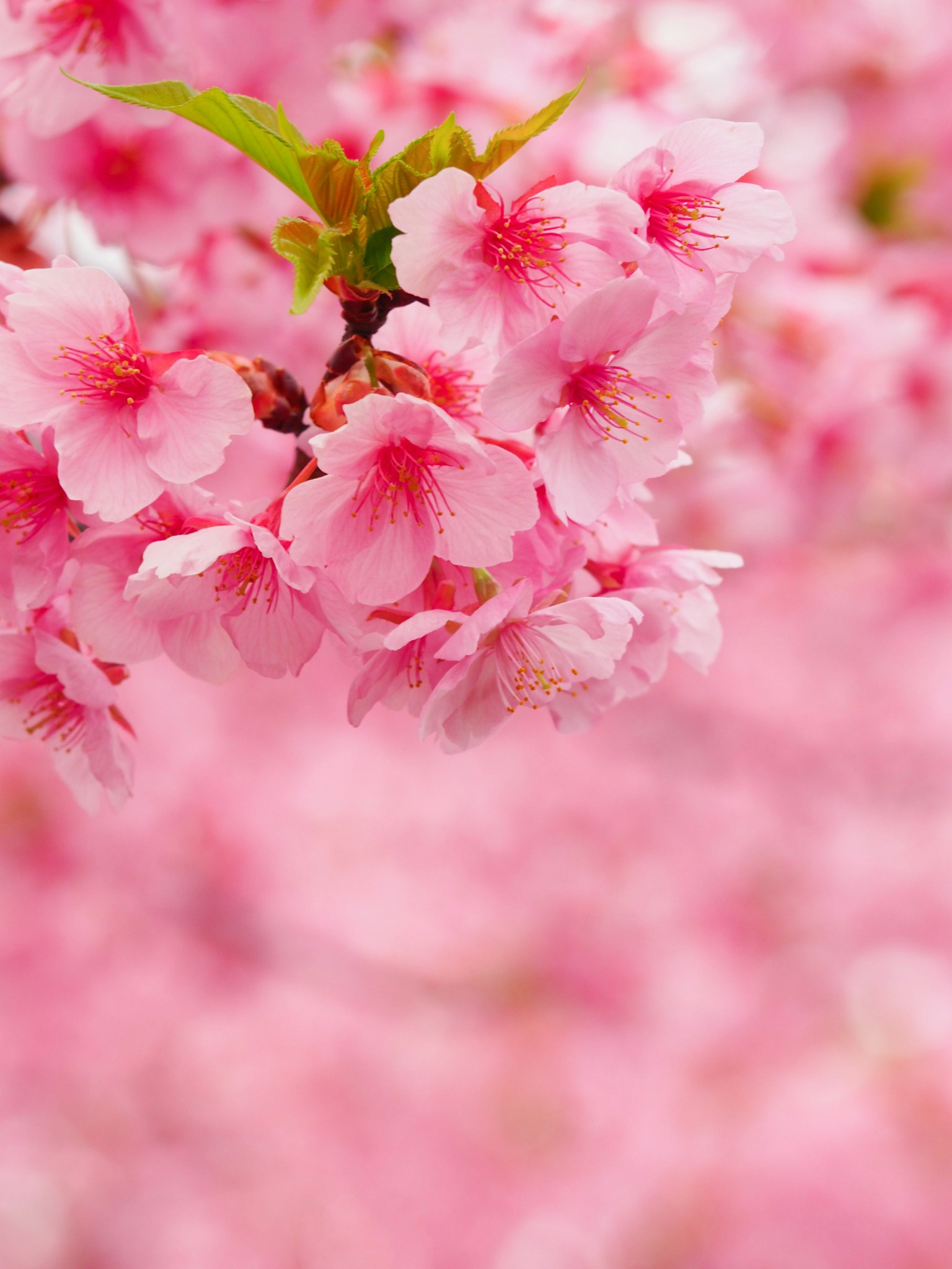 Magnifico scenario di fiori di ciliegio con petali rosa vivaci