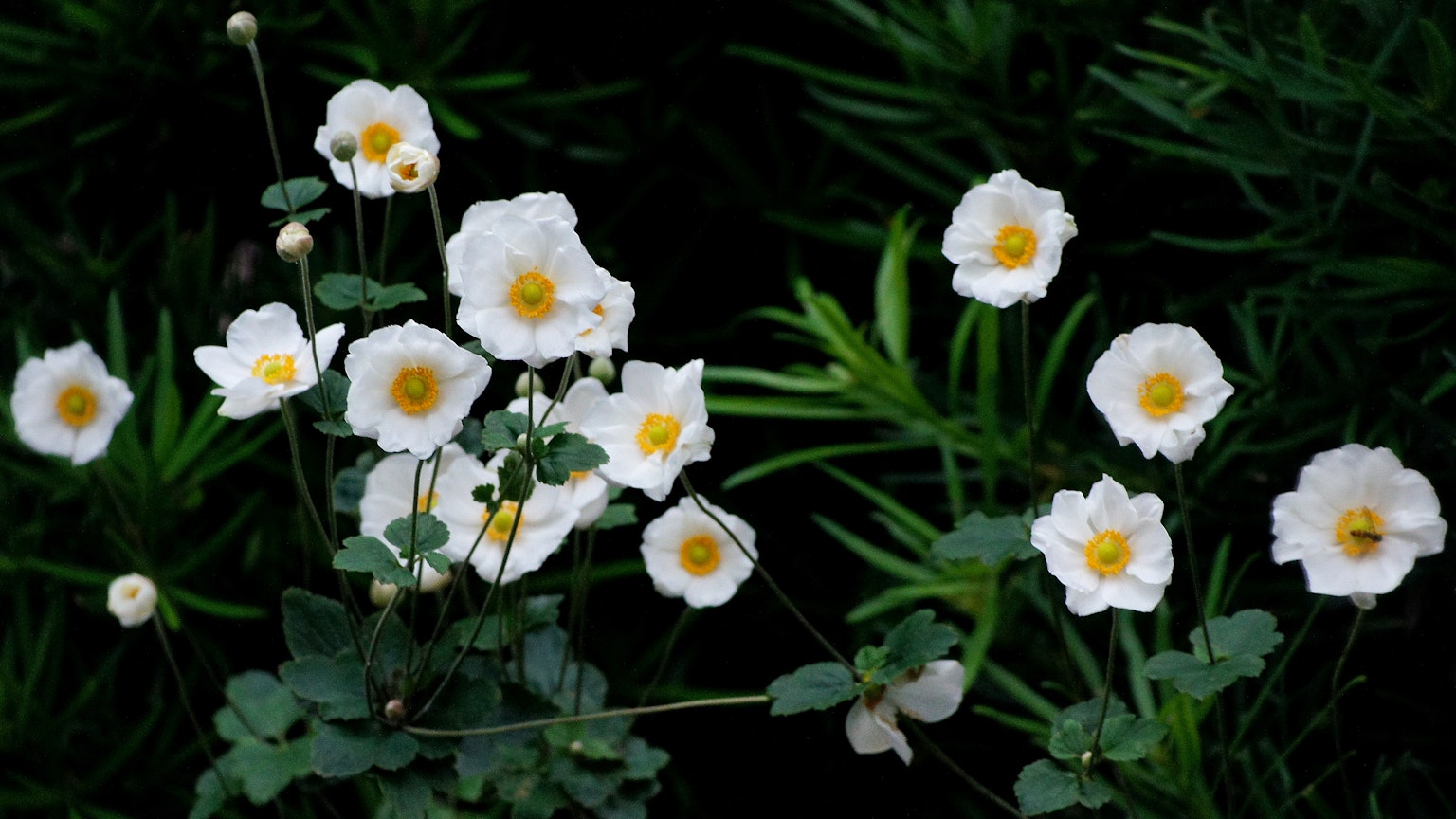 Raggruppamento di fiori bianchi con centri gialli circondati da fogliame verde