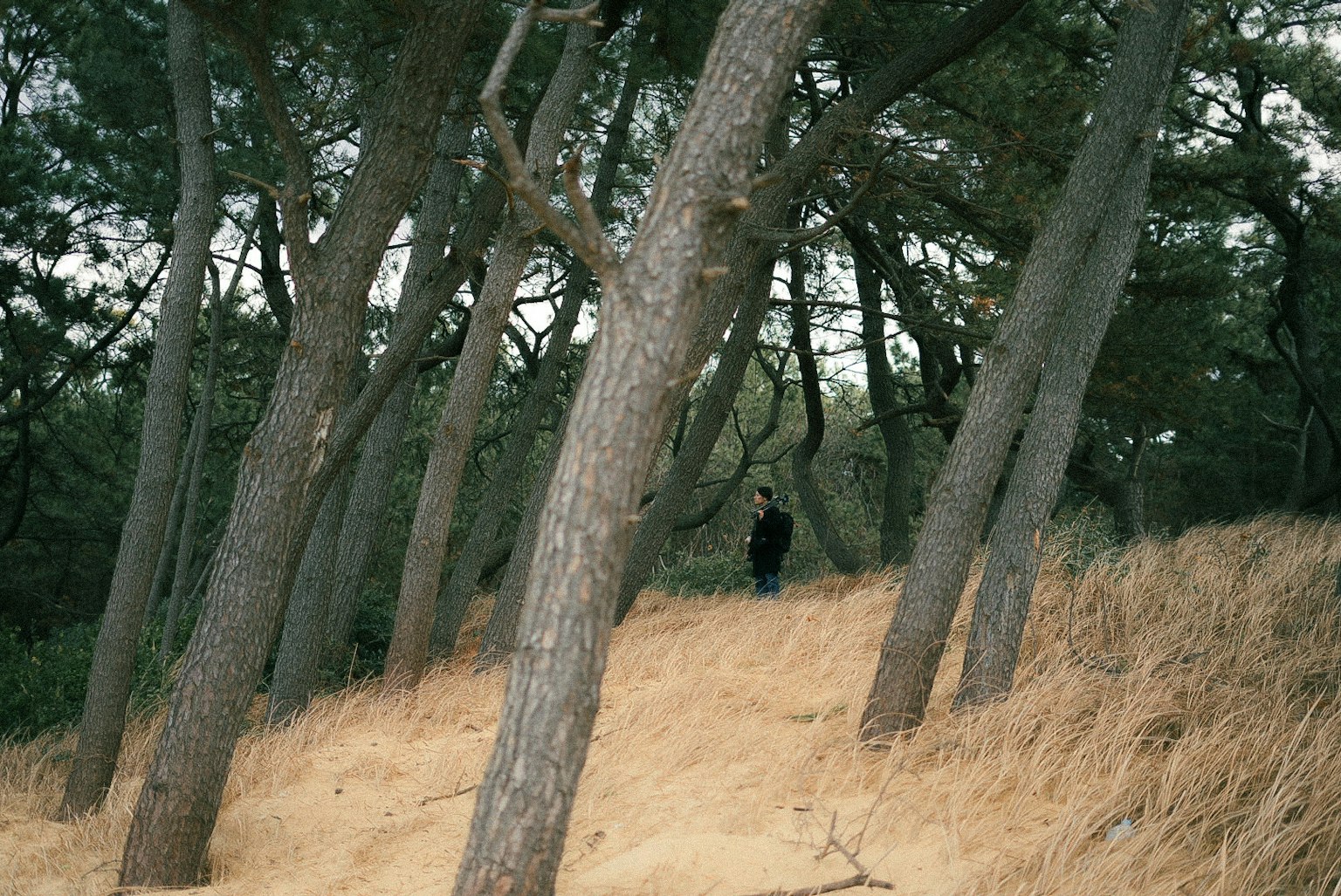 Persona in piedi tra gli alberi su una collina