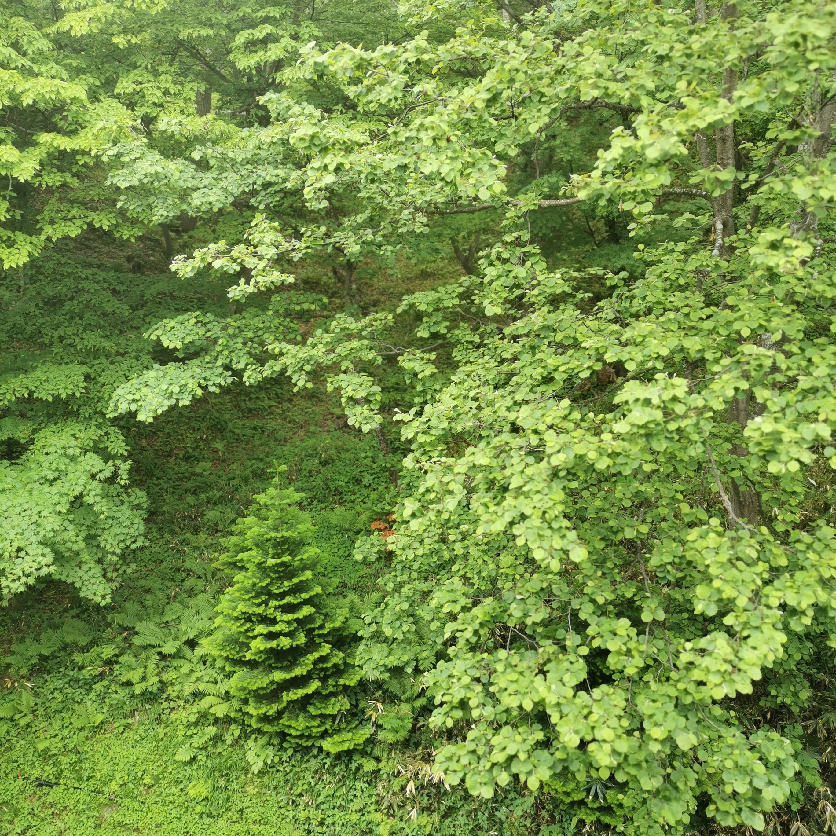 paisaje de bosque con exuberante follaje verde