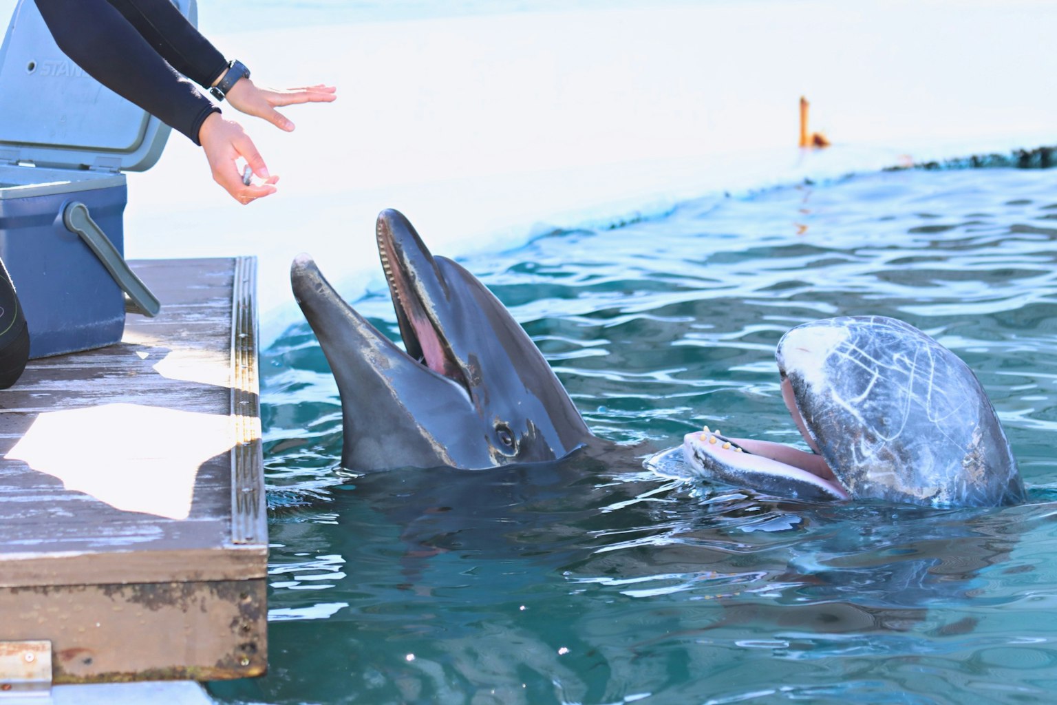 Delfini che interagiscono con una persona che si allunga verso il bordo dell'acqua