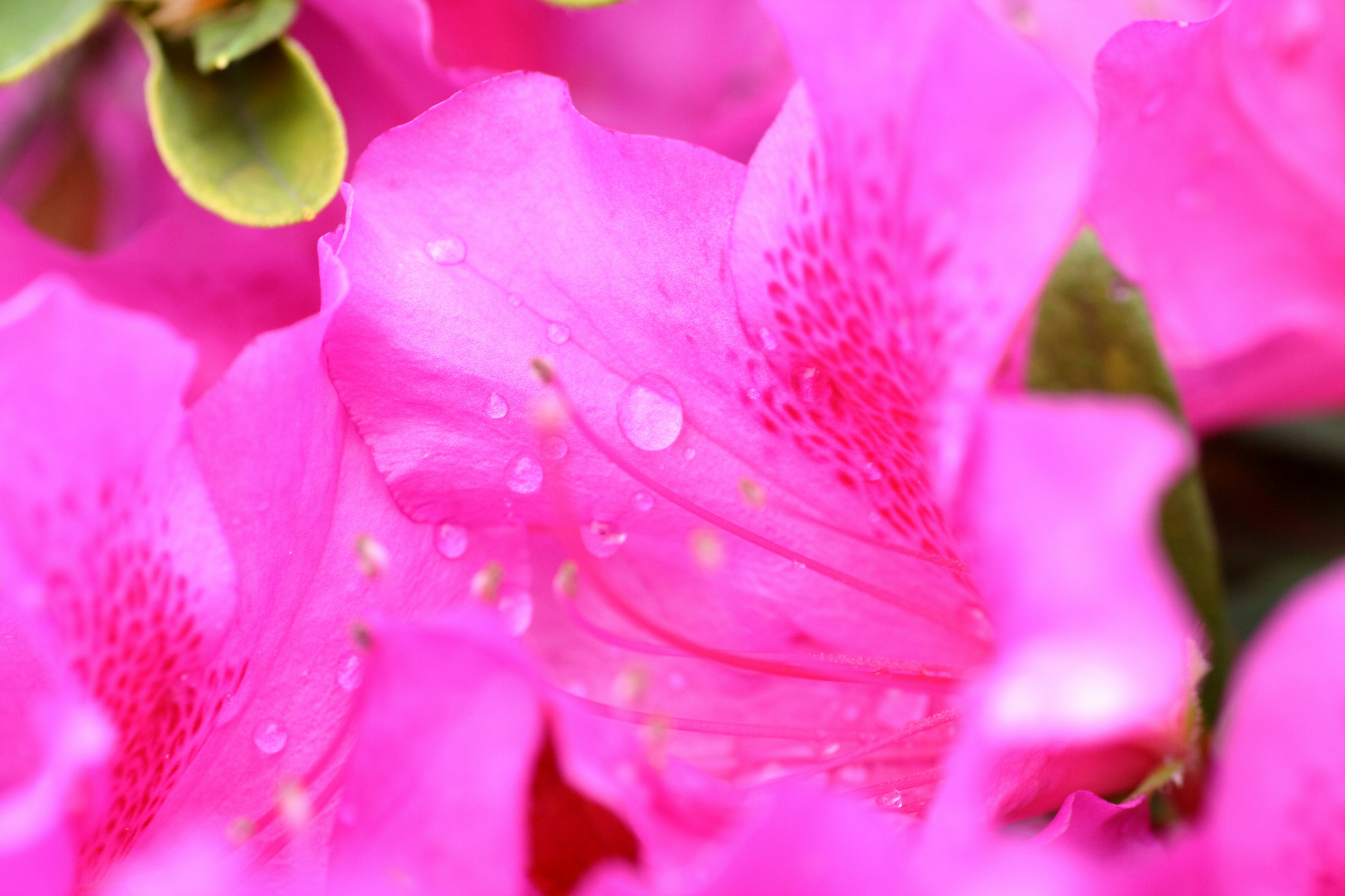 ピンクの花びらに水滴が付いたマクロのアップ