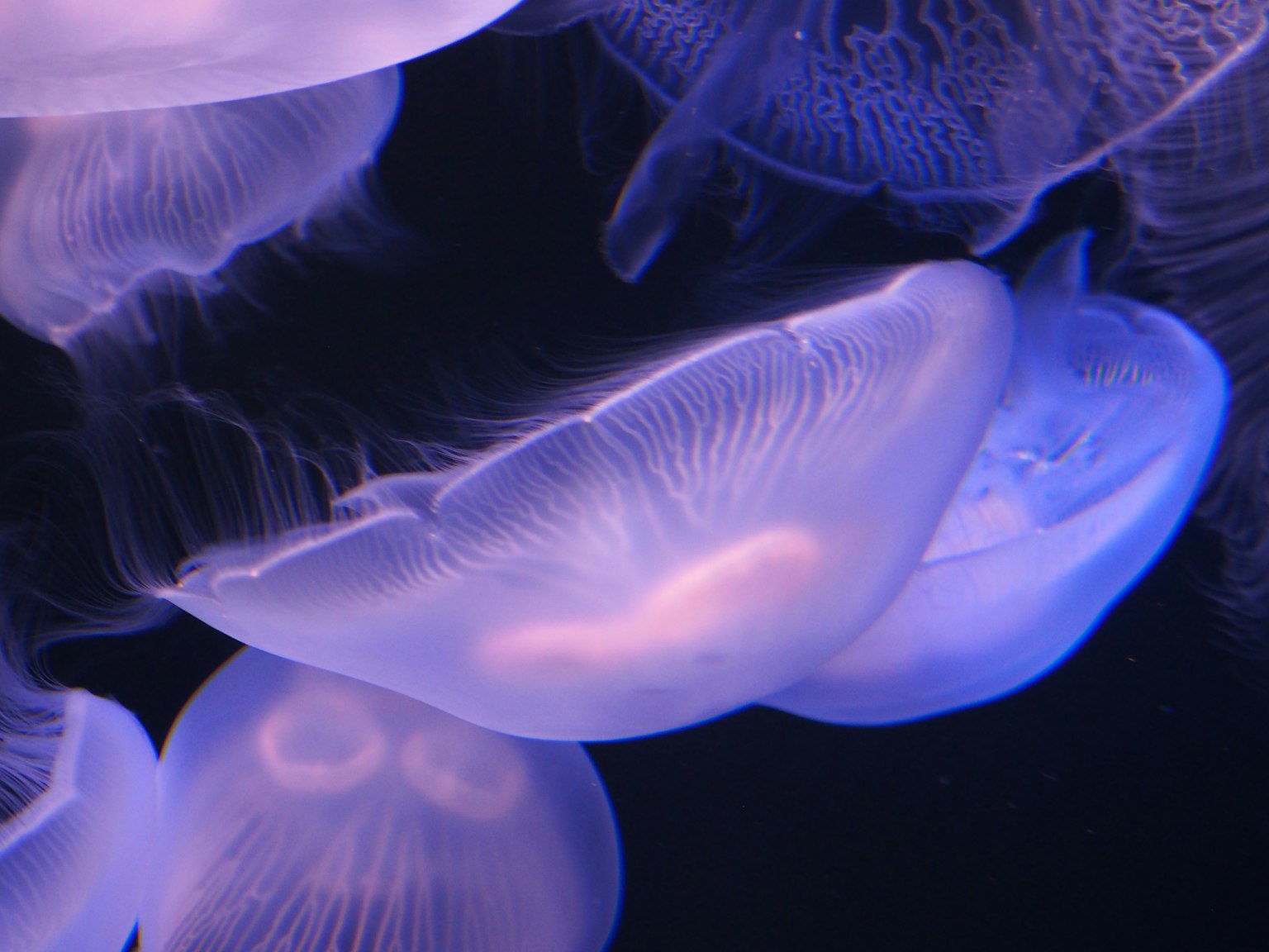 Groupe de méduses flottant dans un fond violet profond