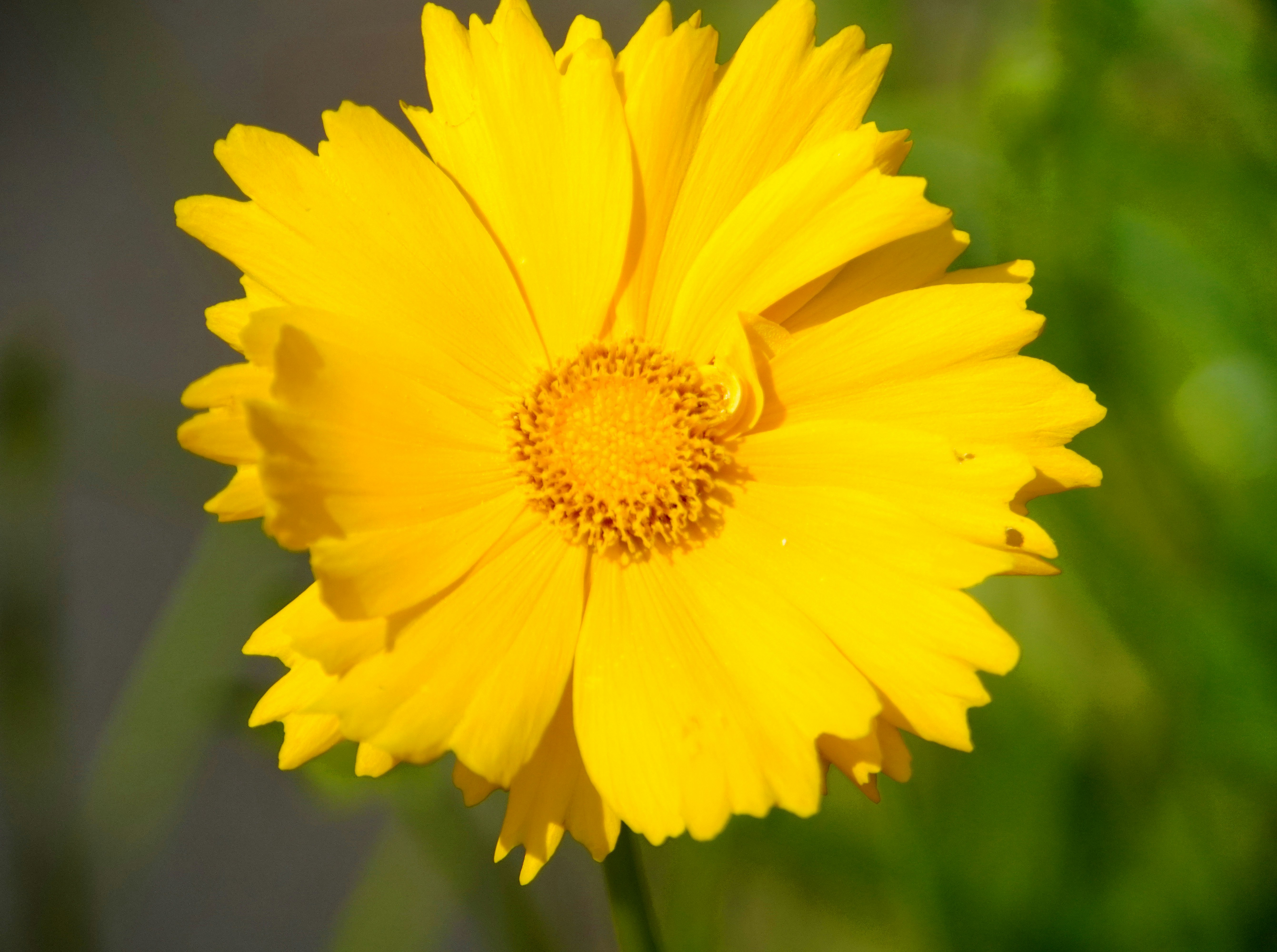 close-up of a yellow flower image