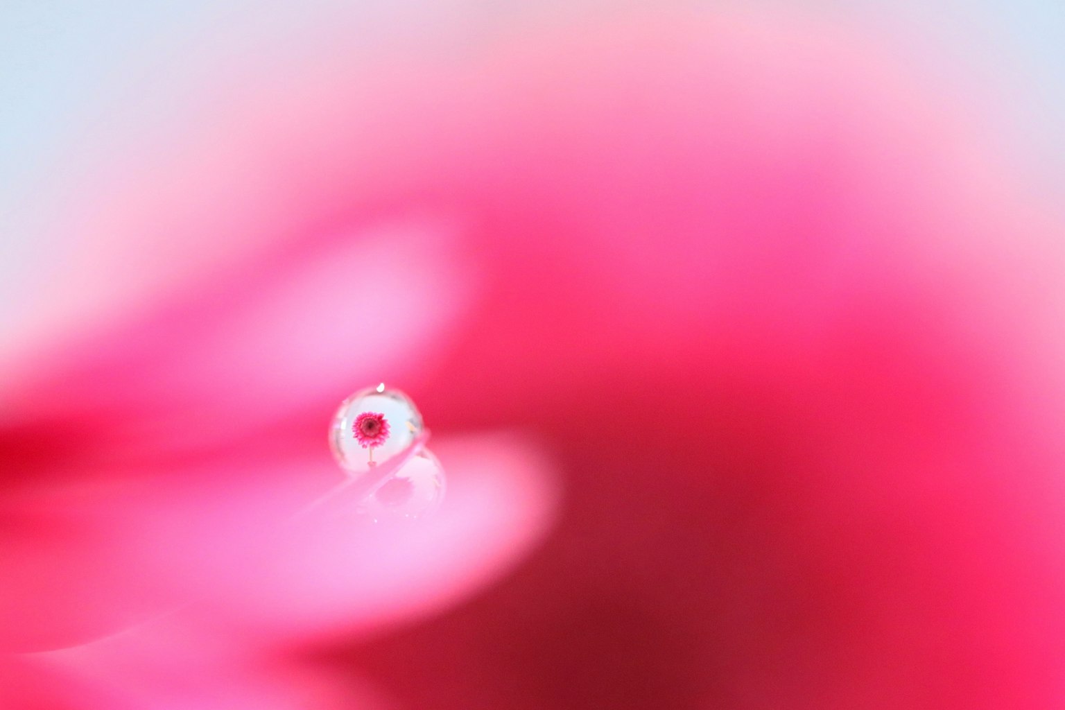 Nahaufnahme von lebhaften rosa Blütenblättern mit einem Wassertropfen