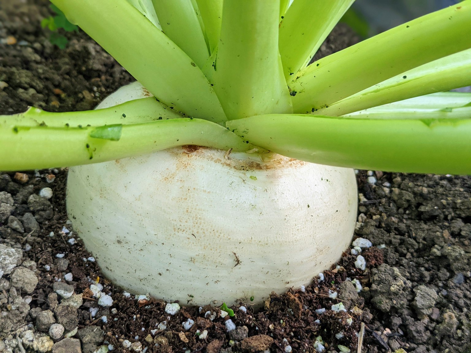 Close-up sayuran akar putih dengan daun hijau