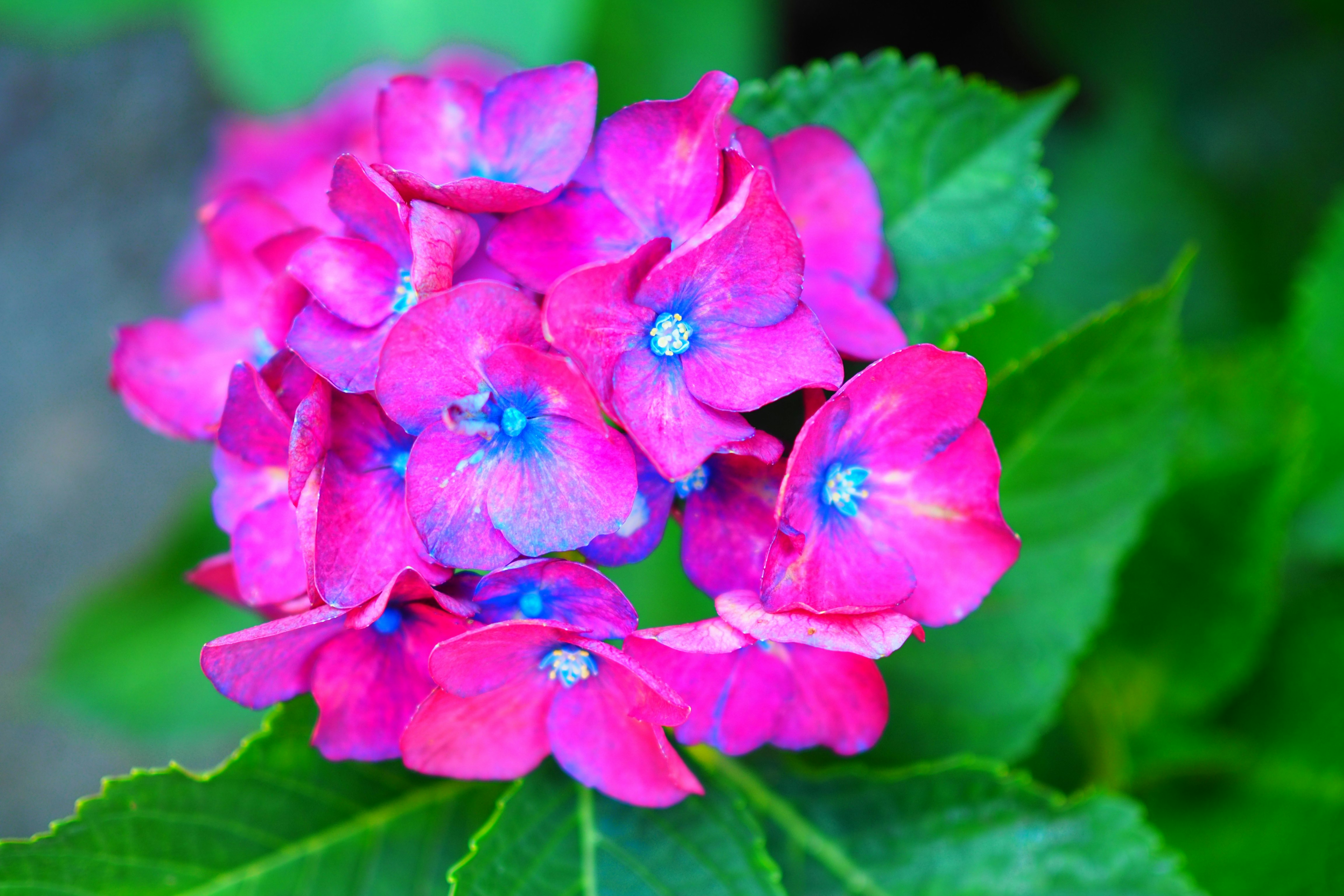 鮮やかなピンクのアジサイの花と葉
