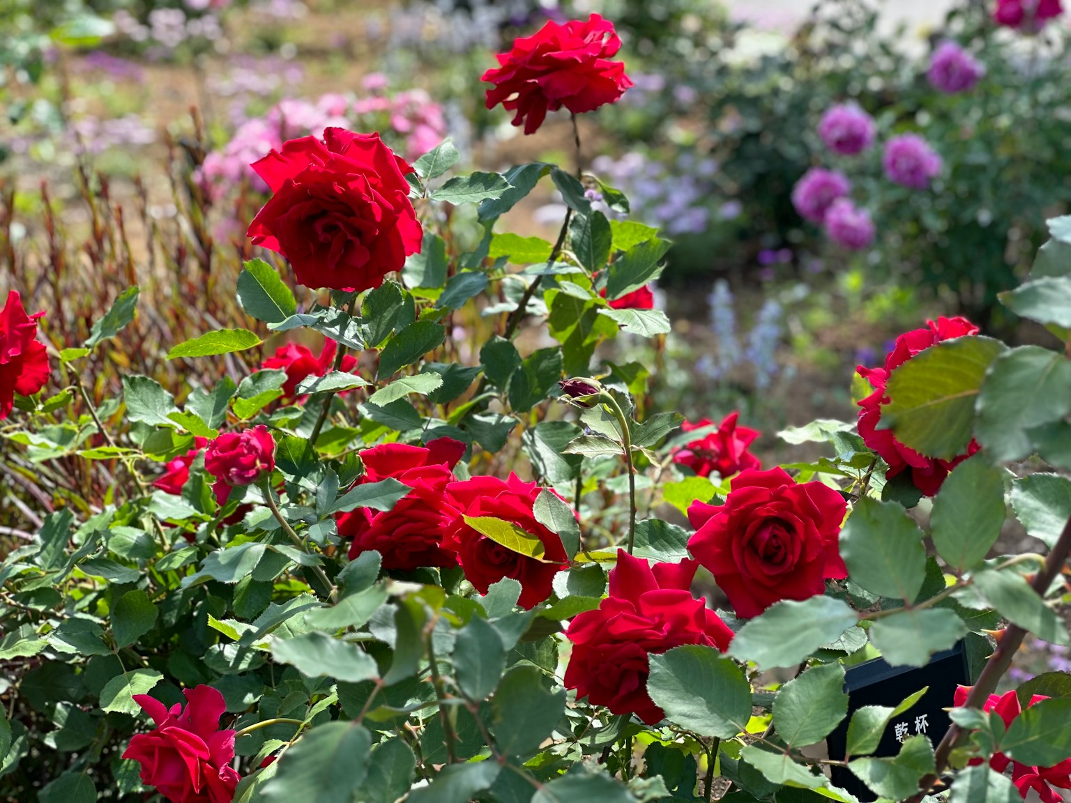 Lebendige rote Rosen blühen in einer schönen Gartenszene