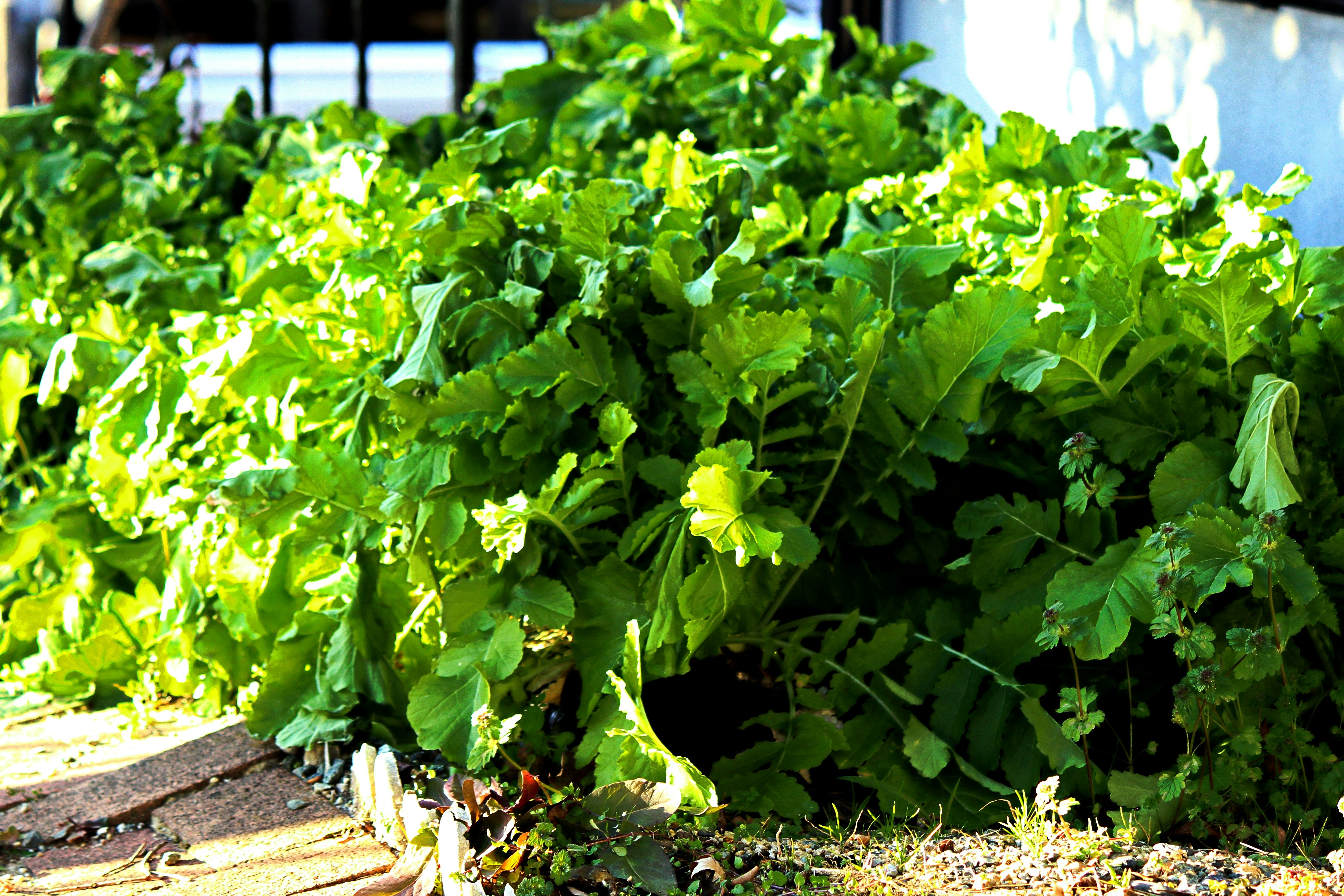 緑の葉が茂る畑の土手と植え込み
