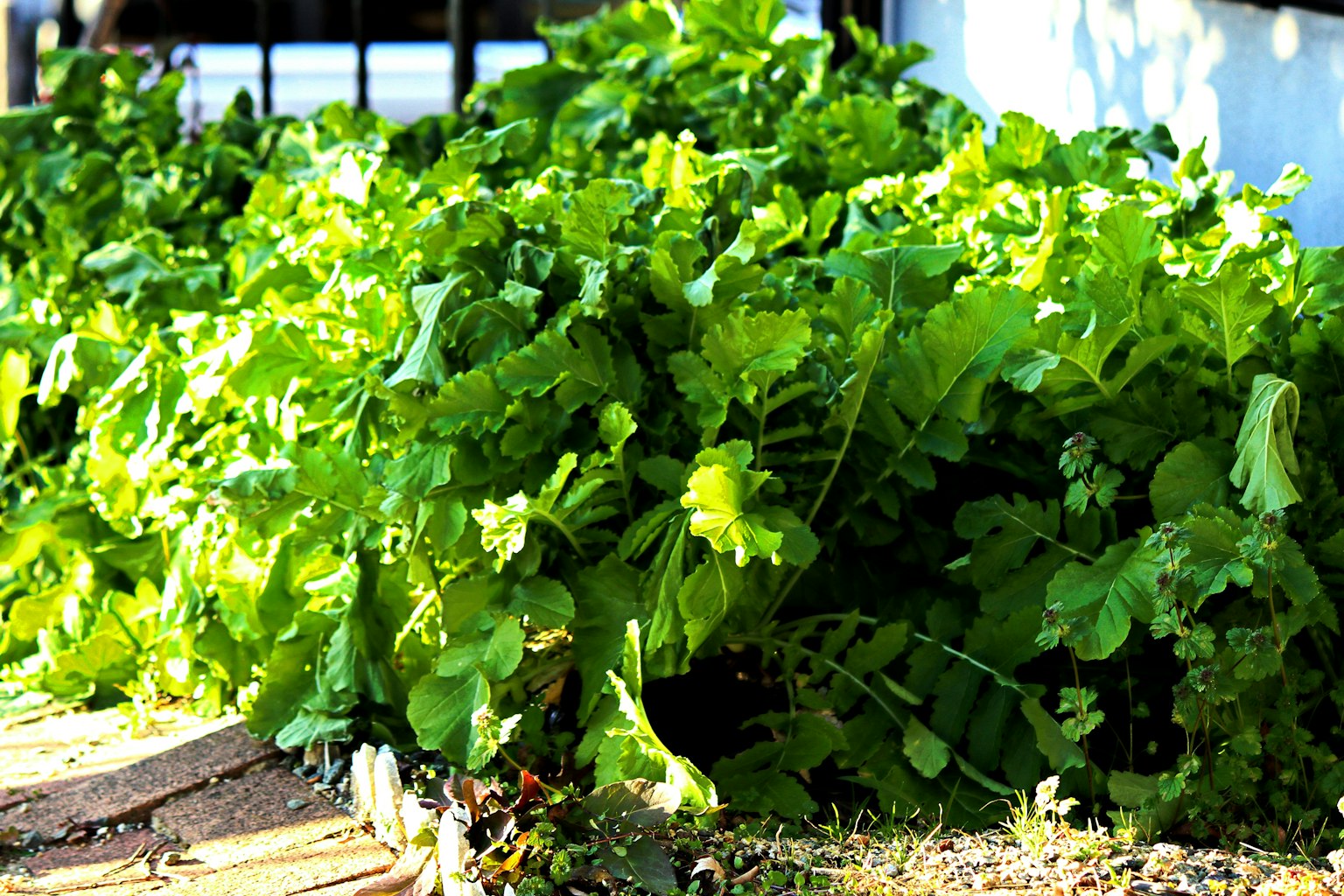 Légumes à feuilles vertes luxuriants dans un jardin