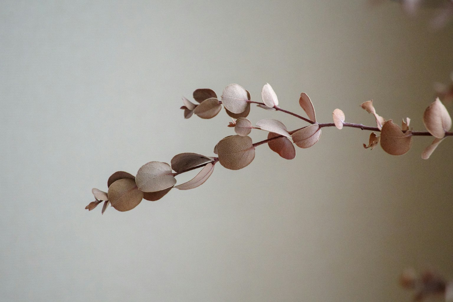 Delicate branch with pale colored leaves