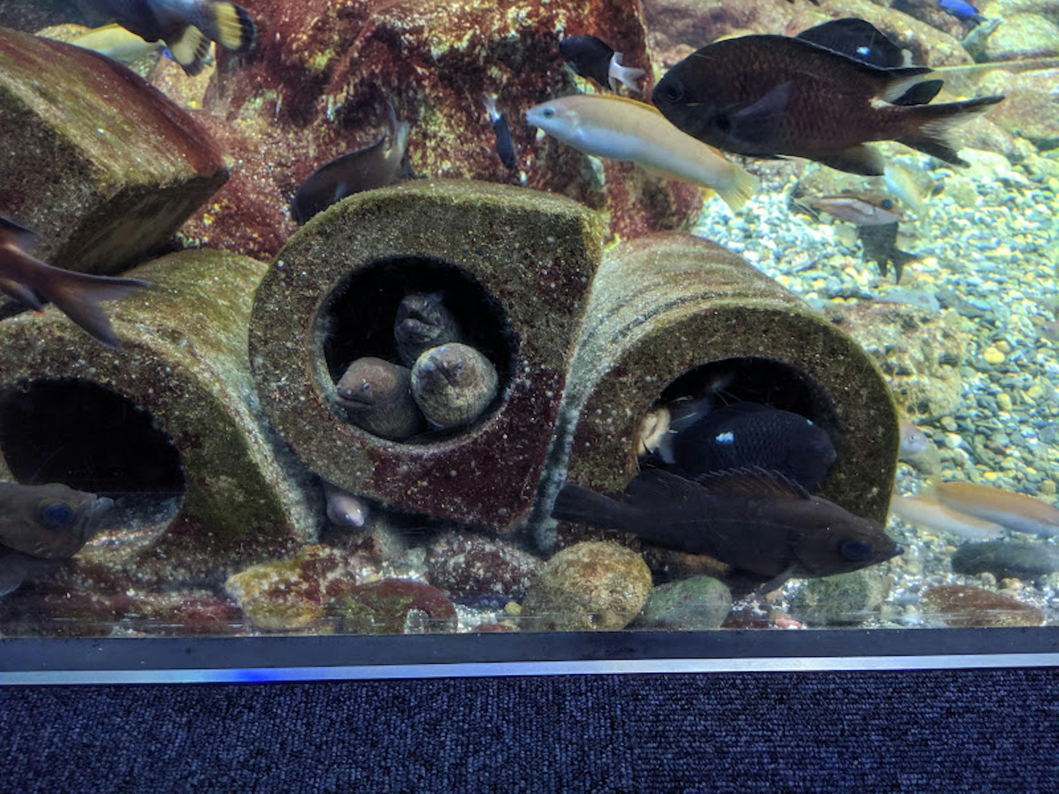 水族館場景，魚和混凝土管道