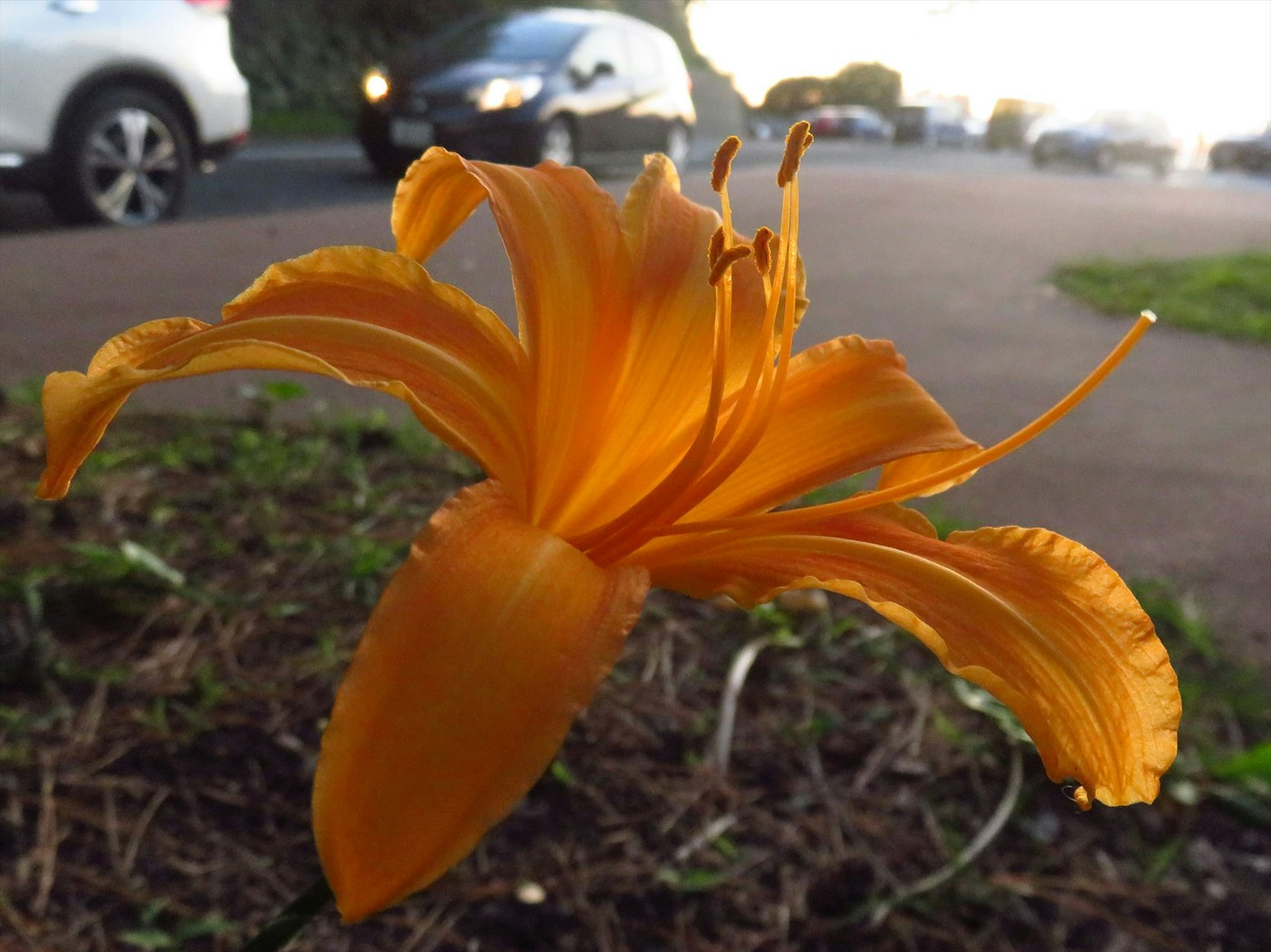 Fiore arancione brillante che sboccia accanto alla strada