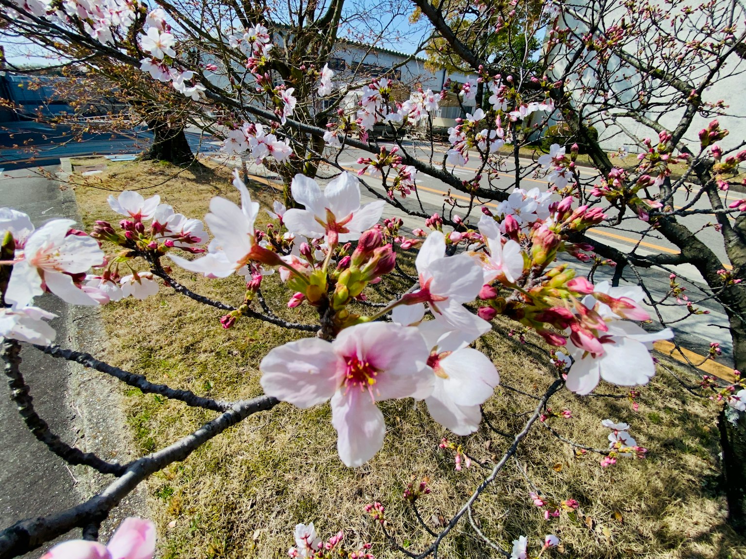 Nahaufnahme von Kirschblüten an einem Baumzweig
