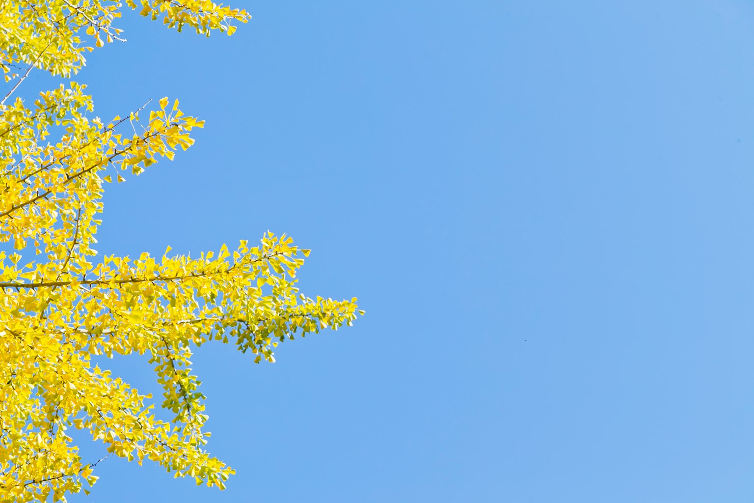 Rami di albero con foglie gialle su uno sfondo blu
