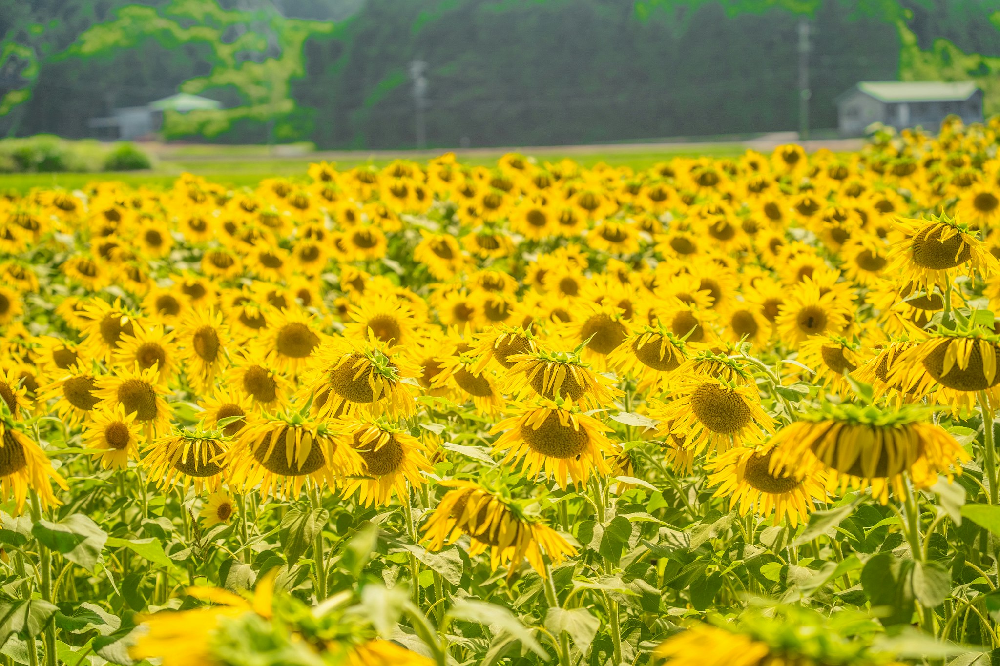 ひまわり畑の広がる黄色い花の景色