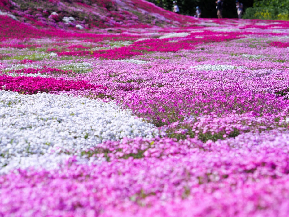 Lebendiges Blumenfeld mit rosa und weißen Blüten in einer malerischen Landschaft