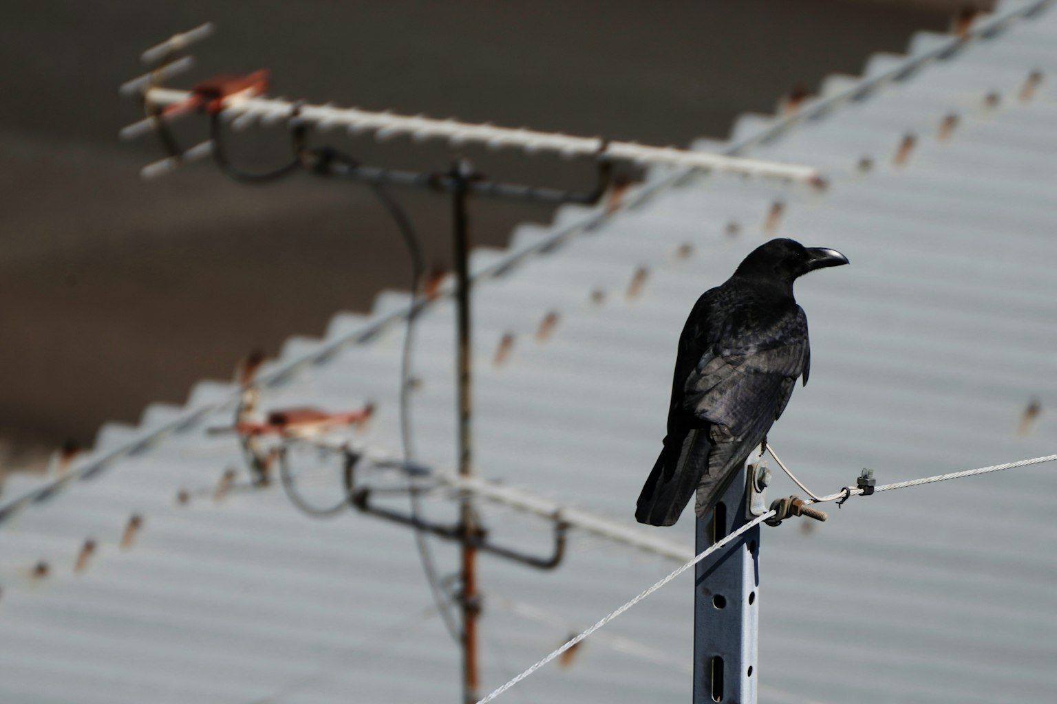 Un corvo nero posato su un tetto con un'antenna sullo sfondo