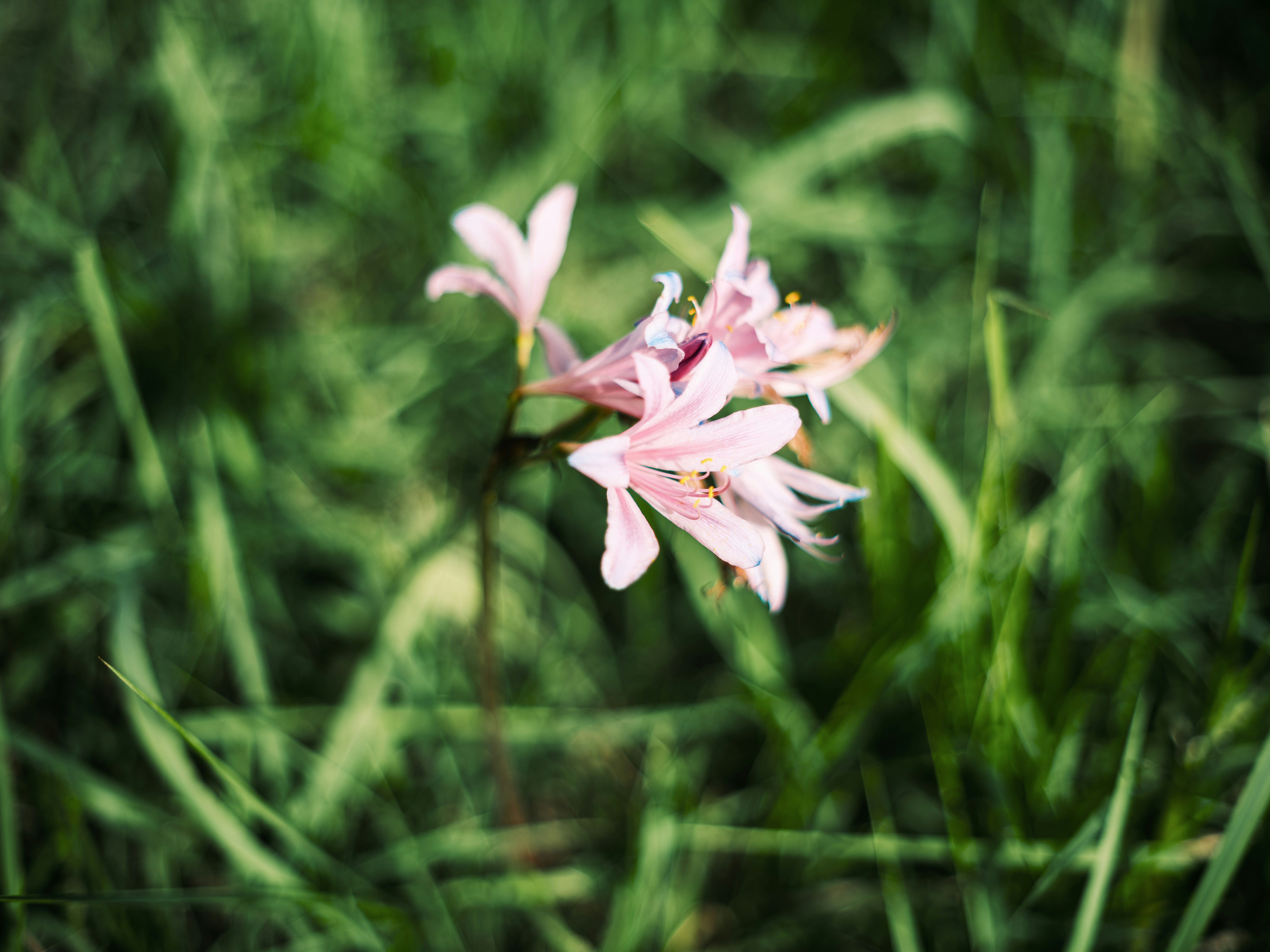 草むらに咲くピンクの花