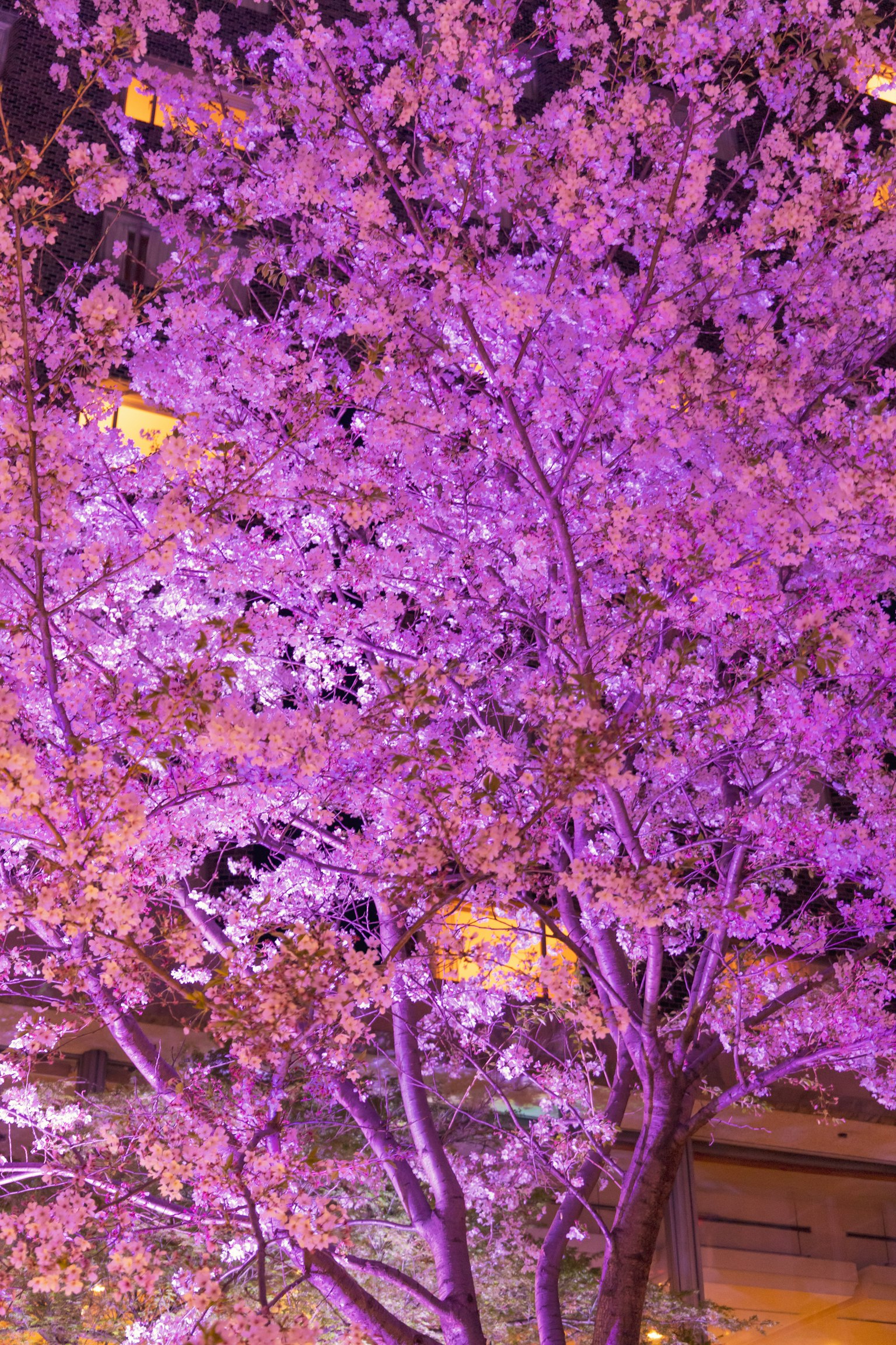 夜间盛开的鲜艳紫色樱花树