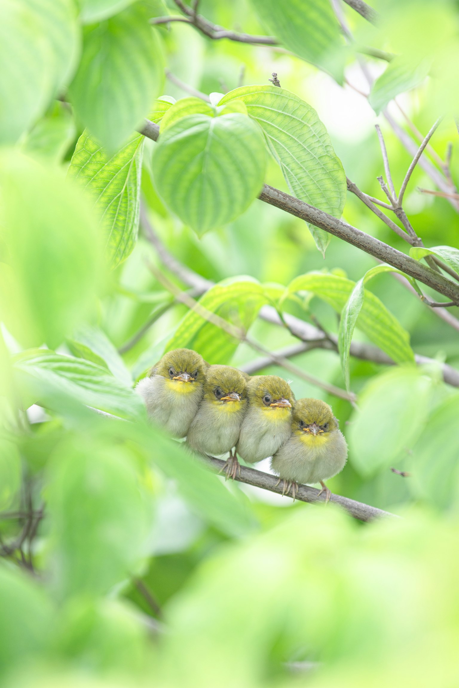 Một nhóm chim nhỏ đậu sát nhau giữa những chiếc lá xanh lá cây