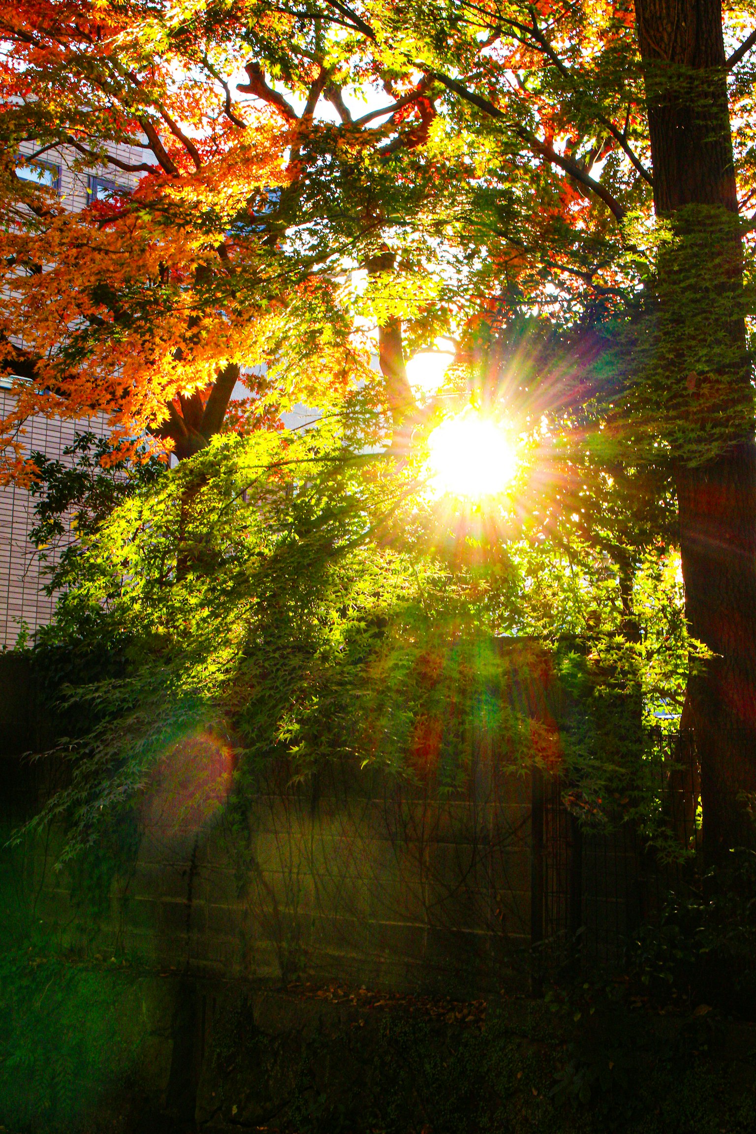 秋の光が差し込む緑豊かな庭園の風景