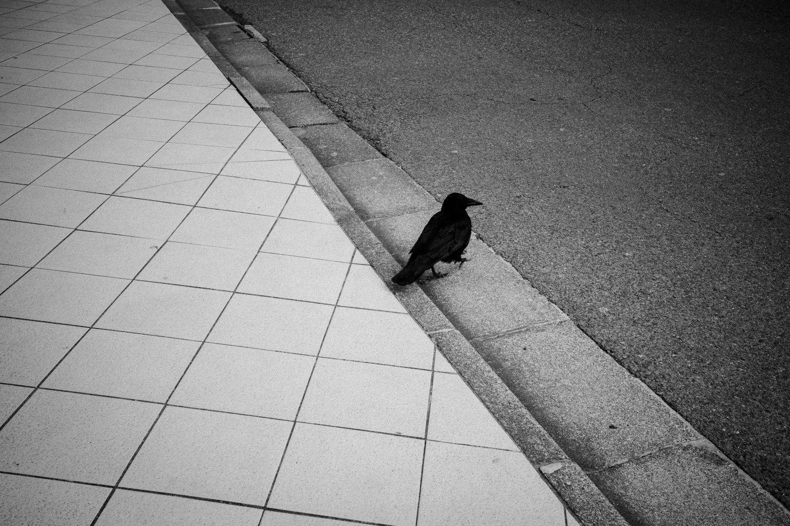 A crow sitting on the edge of a sidewalk in black and white
