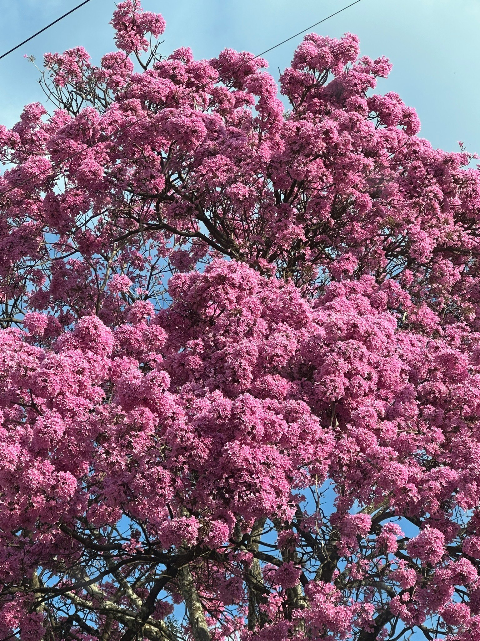 満開のピンクの花が咲く桜の木