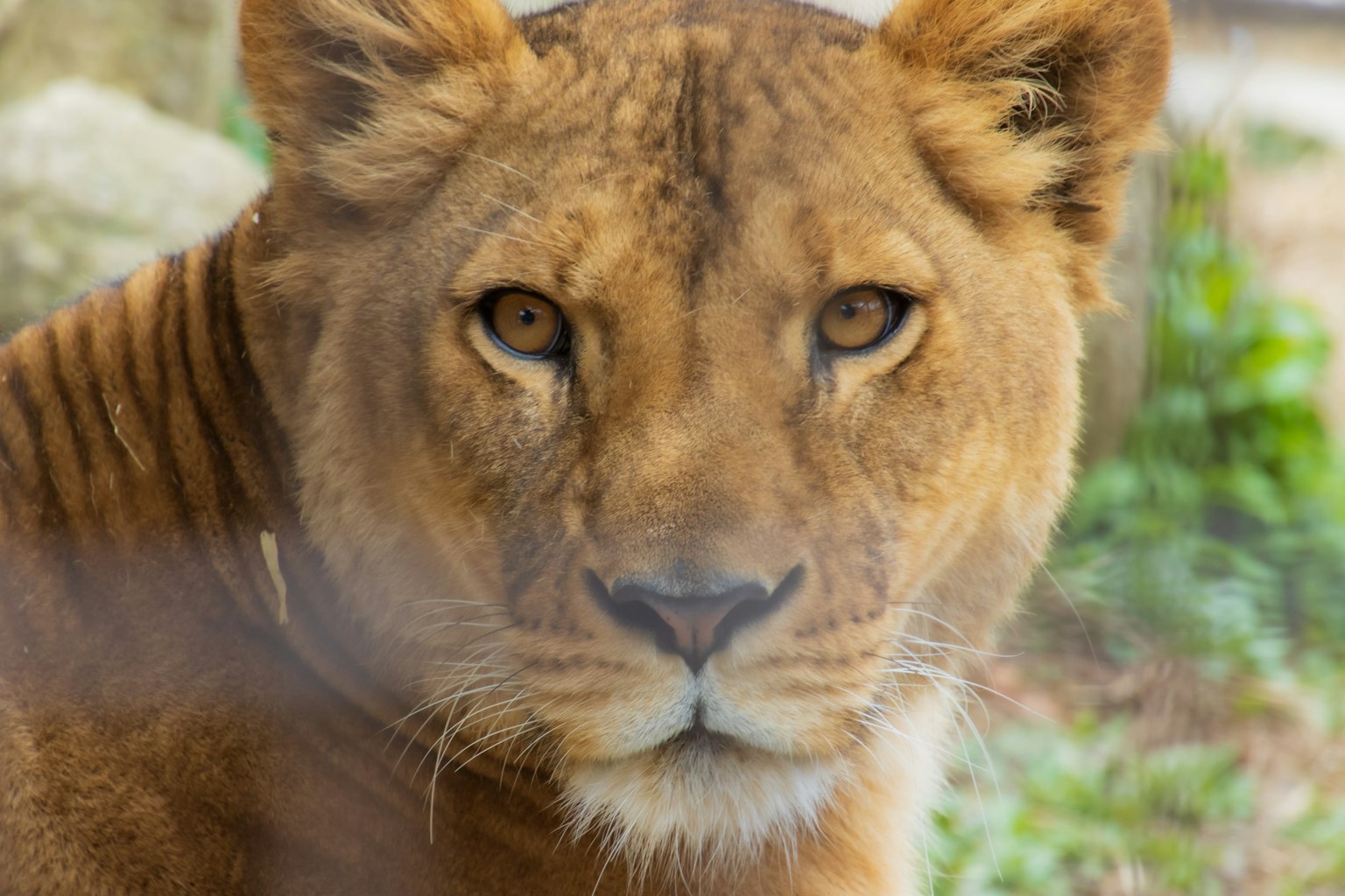 獅子母親特寫，目光深邃