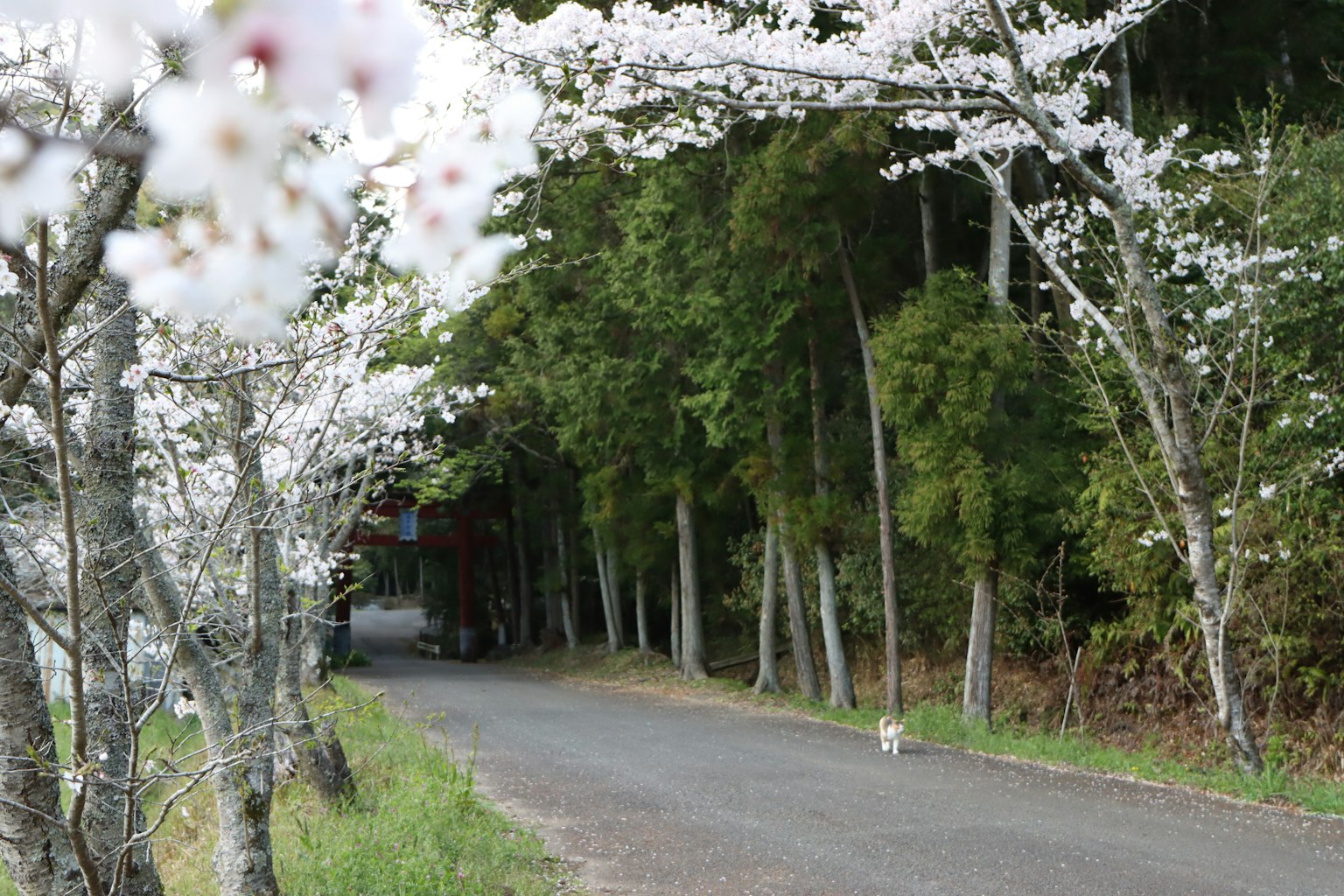 ทิวทัศน์ของถนนที่มีต้นซากุระริมทาง ใบไม้สีเขียวในพื้นหลัง