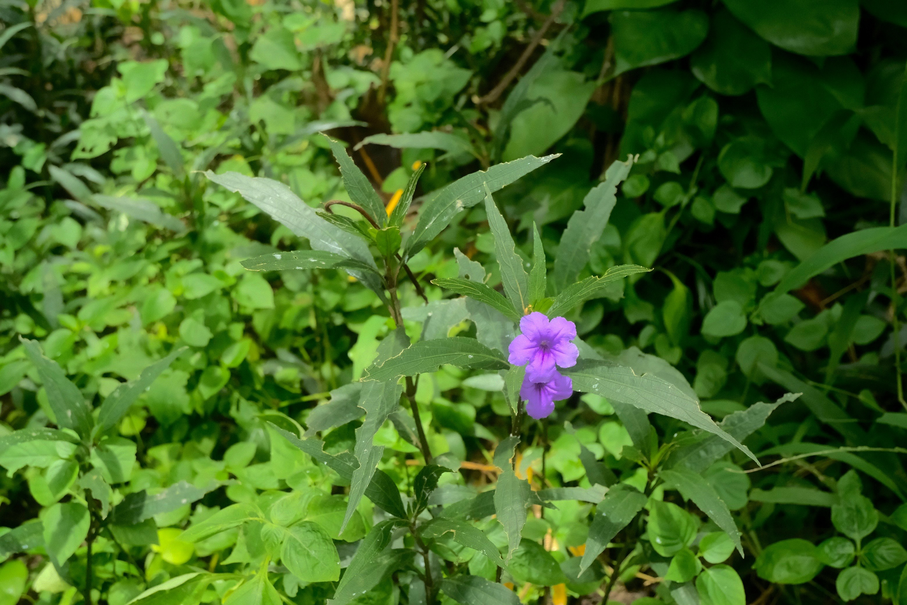 petite fleur violette en pleine floraison au milieu d’un feuillage vert luxuriant