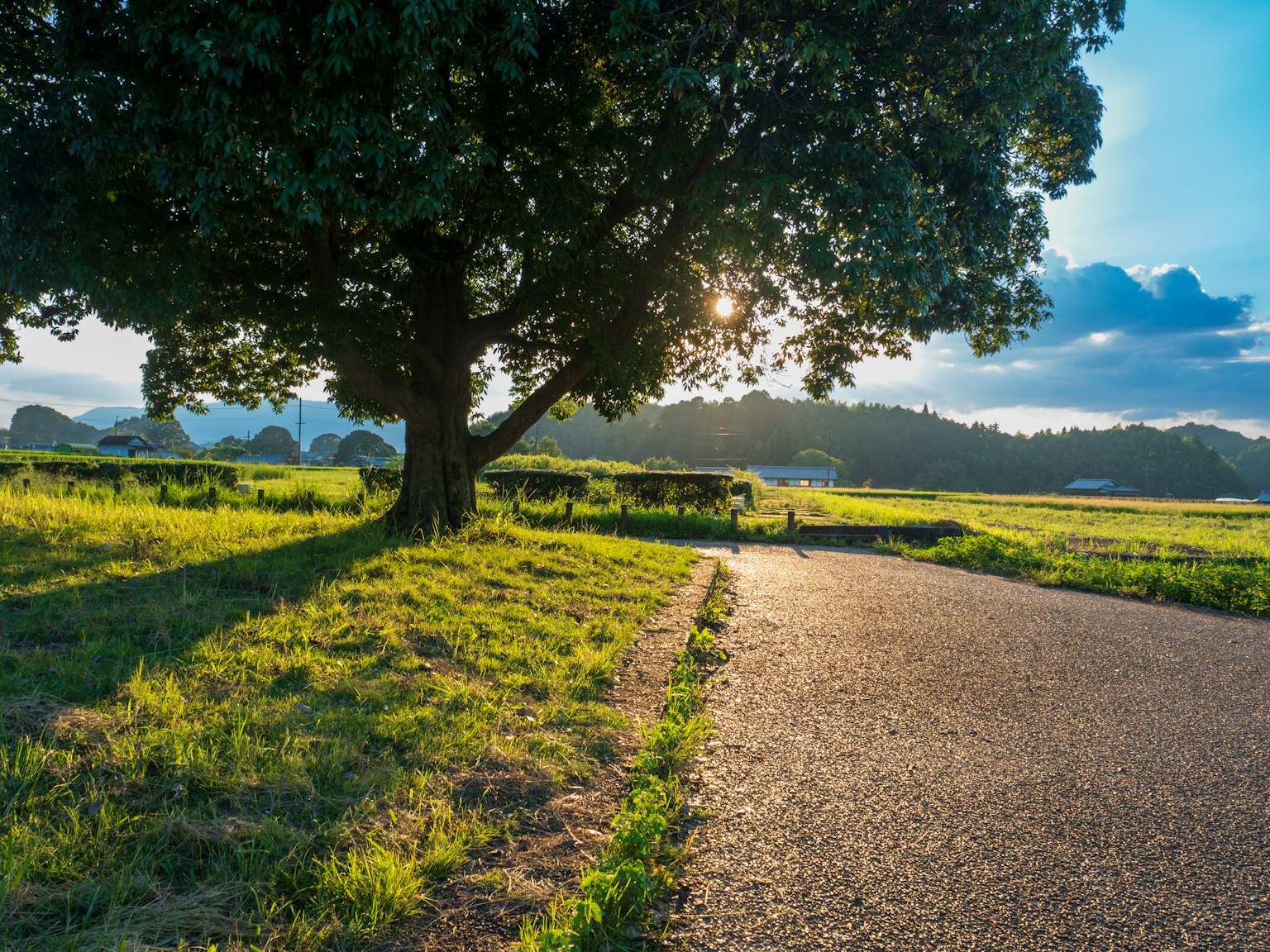 Grand arbre dans une prairie verte avec une route en asphalte lumière du soleil filtrant à travers les feuilles
