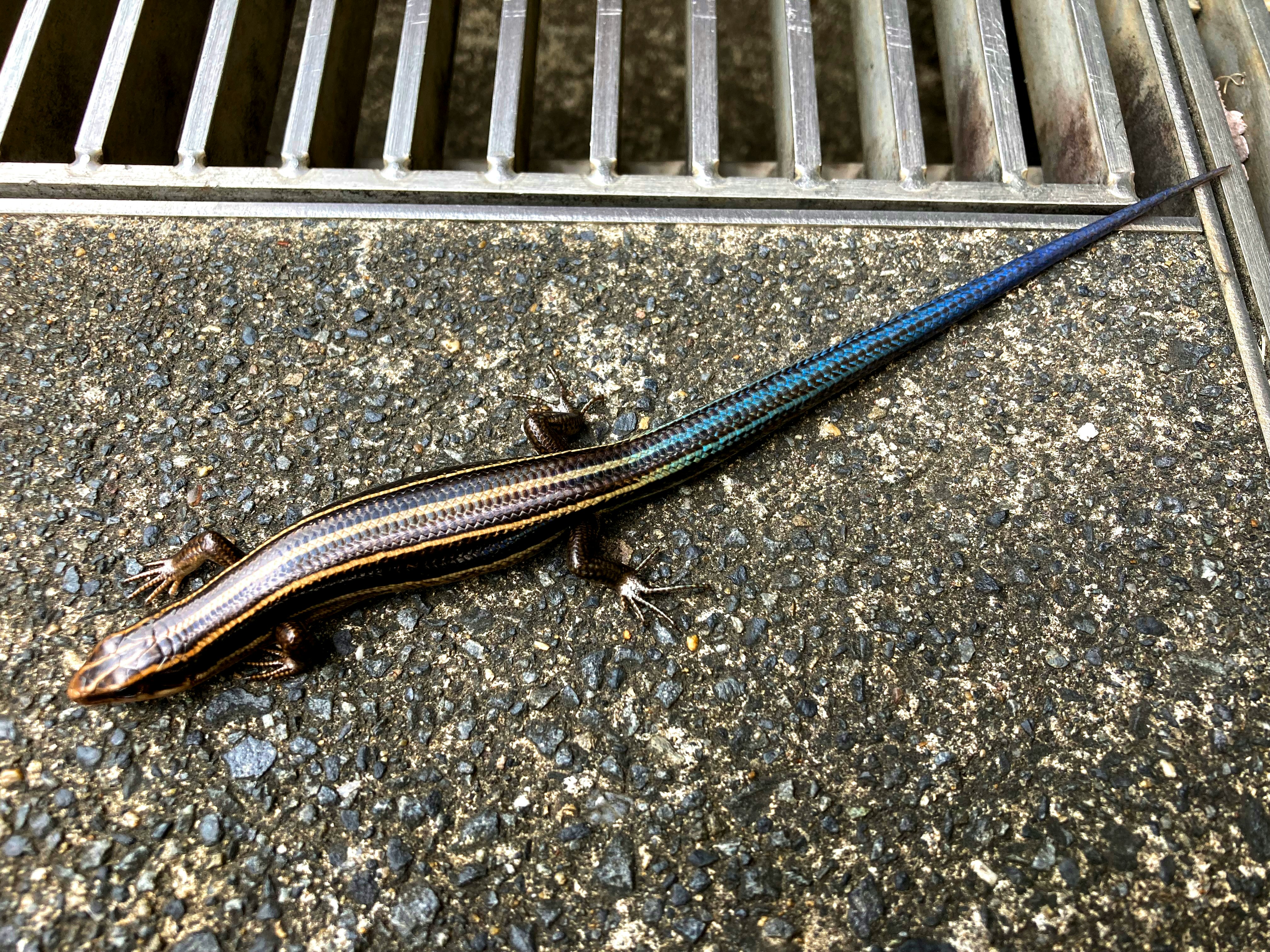 混凝土路面上的蜥蜴
