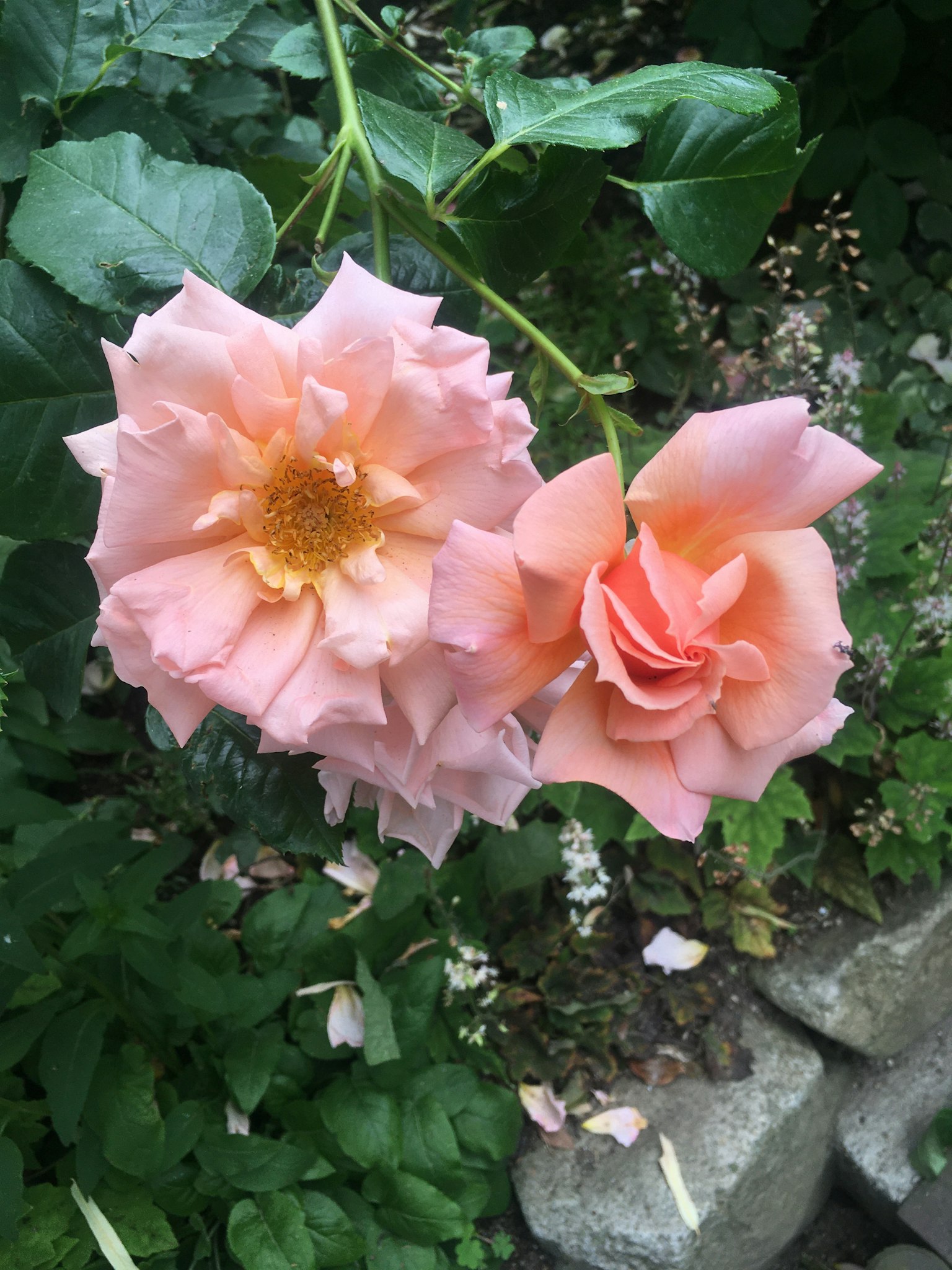 Deux roses rose pâle fleurissant sur un fond vert